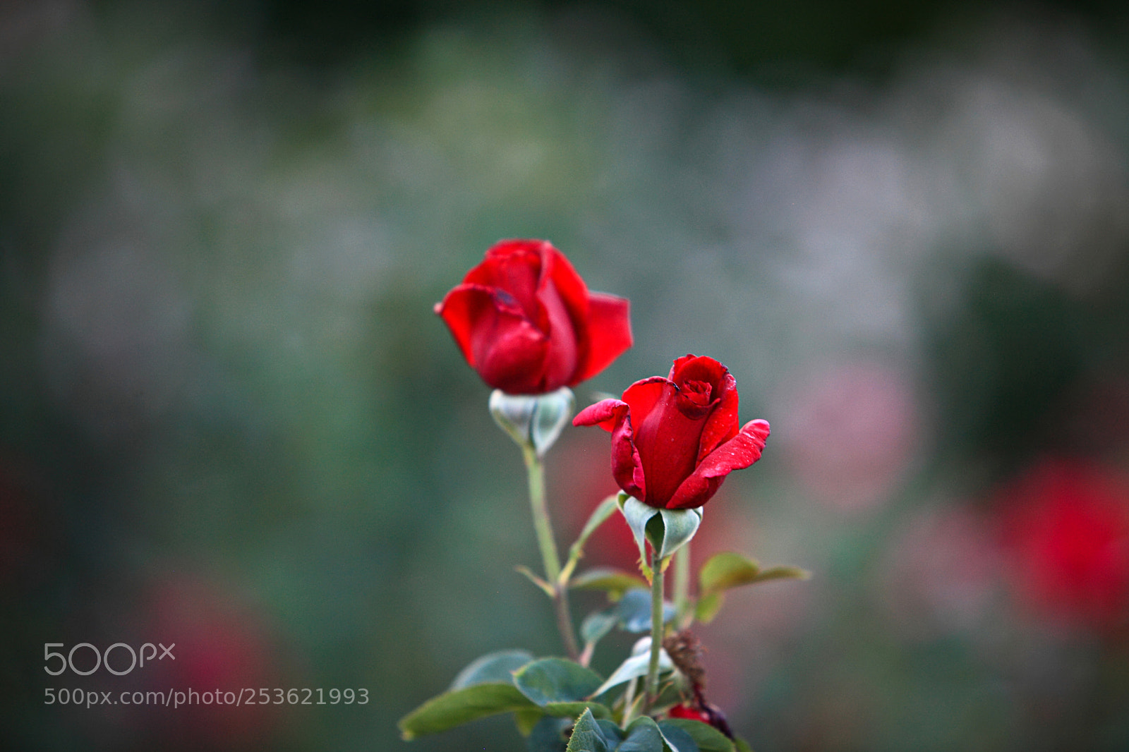 Canon EOS 5D Mark II sample photo. Maggie photography