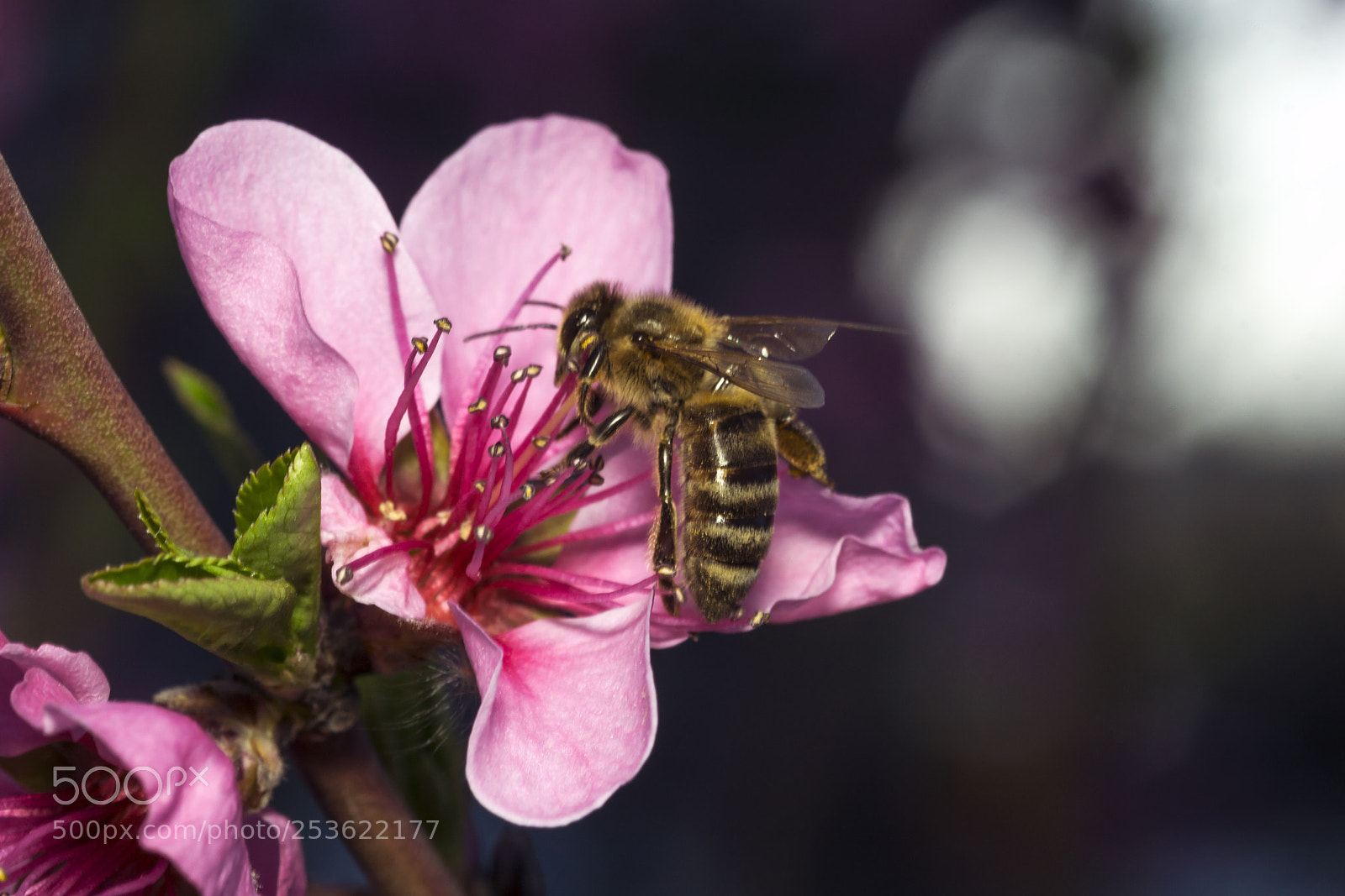 Sony a6000 sample photo. The pollinator photography