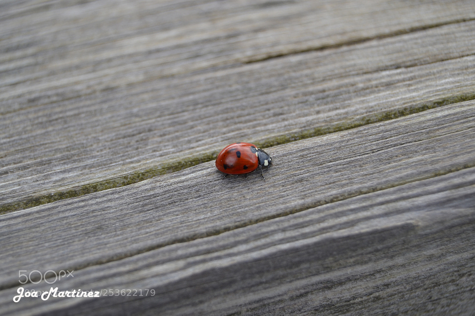 Nikon D3100 sample photo. Mariquita photography
