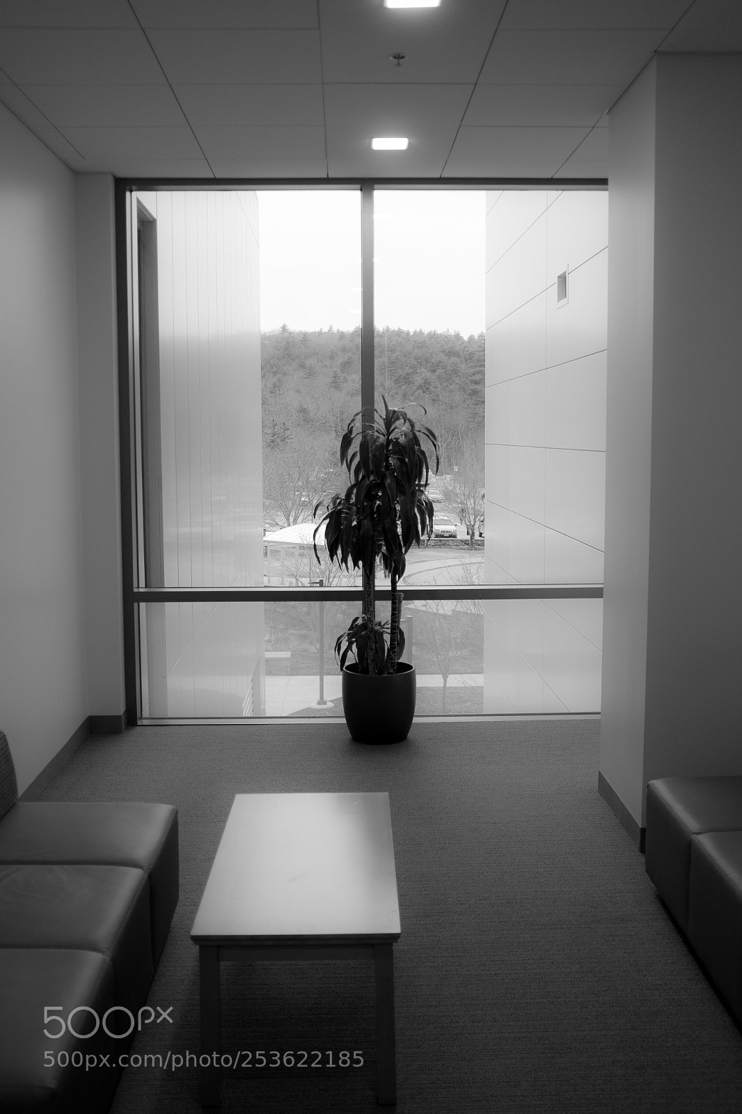 Fujifilm X100T sample photo. Plant photography