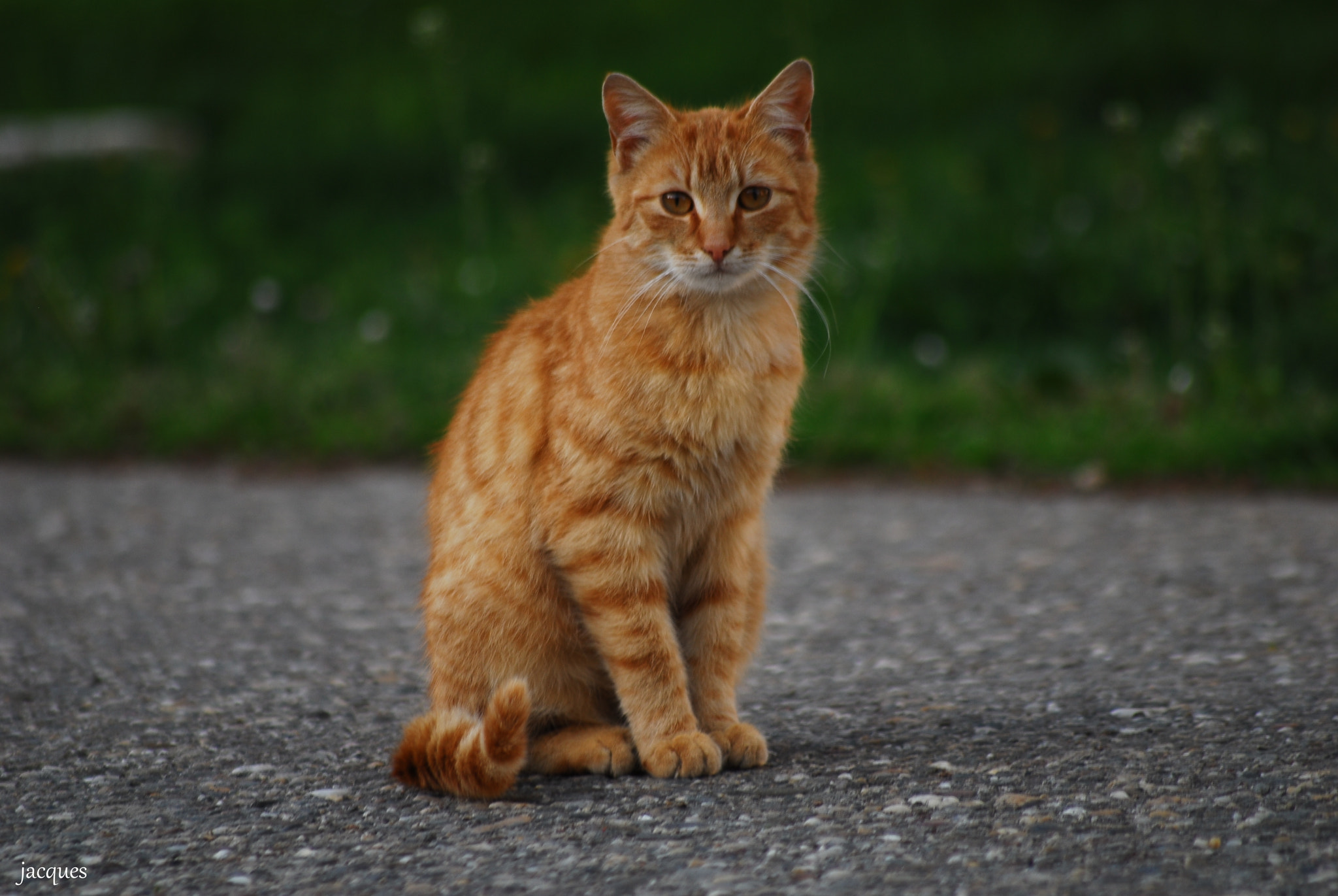 Nikon D200 + Sigma 70-300mm F4-5.6 APO DG Macro sample photo. Neighbor photography