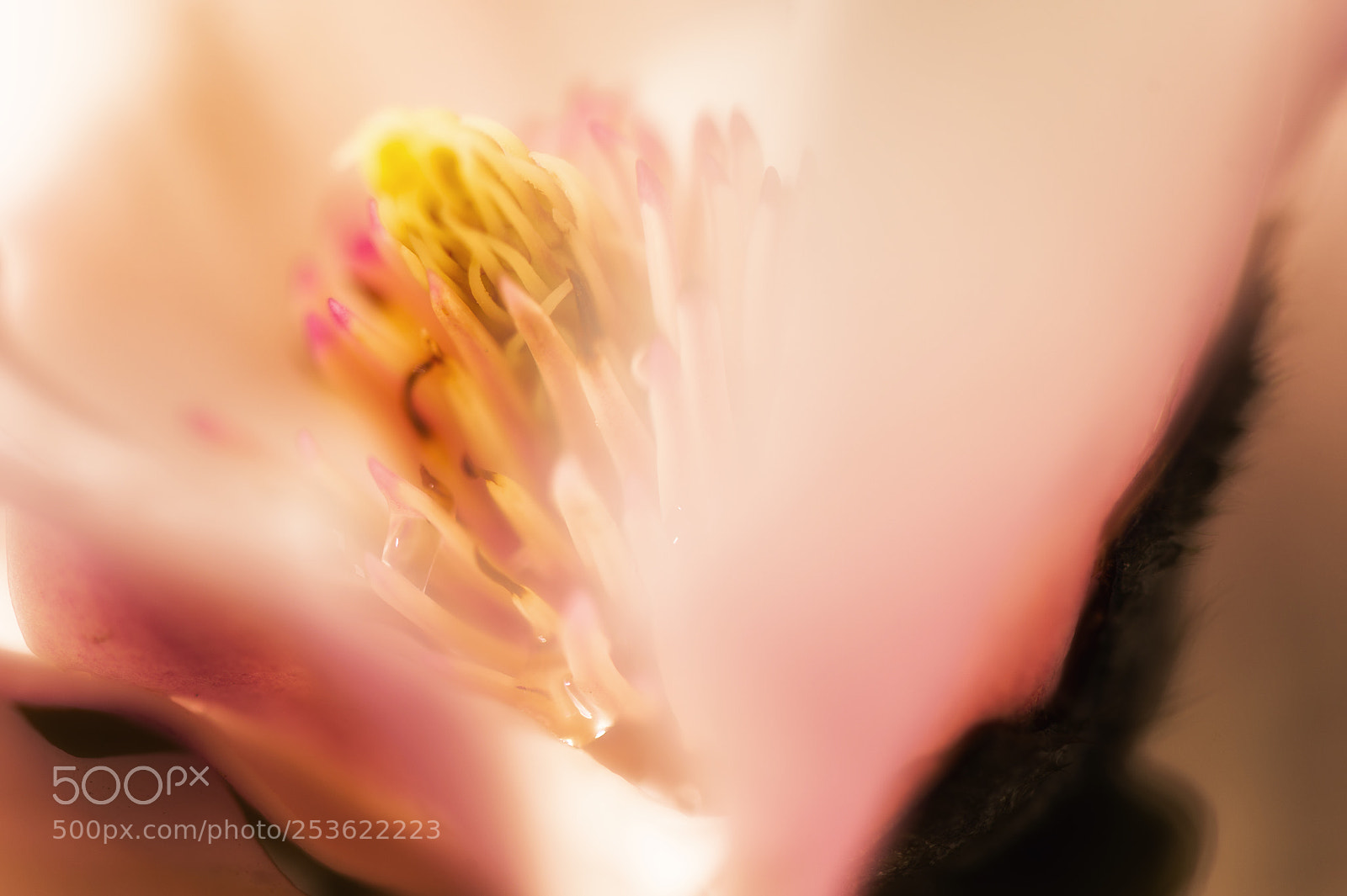 Nikon D4 sample photo. Unbelievable soft photography