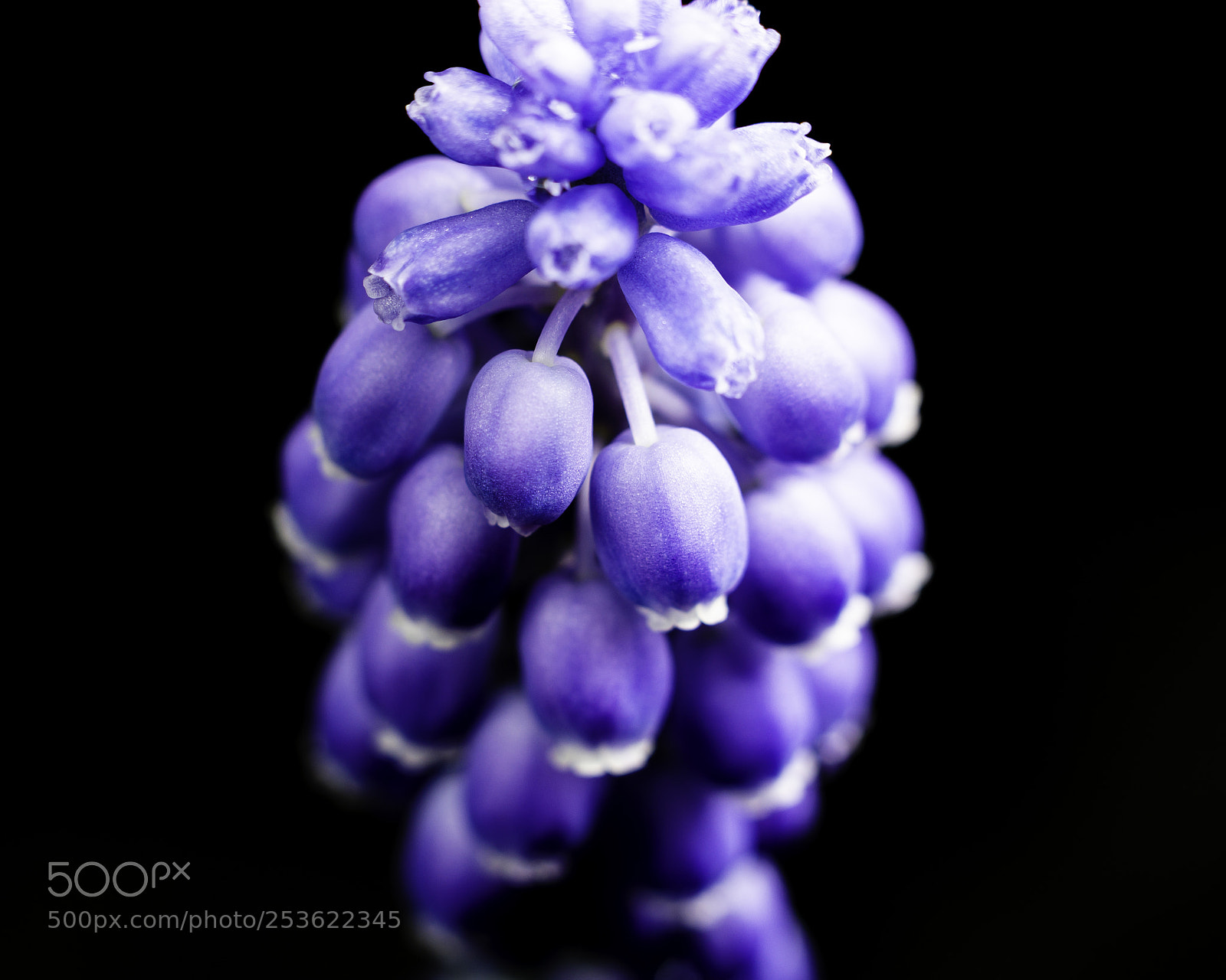 Sony a6000 sample photo. Plantlife 2 photography