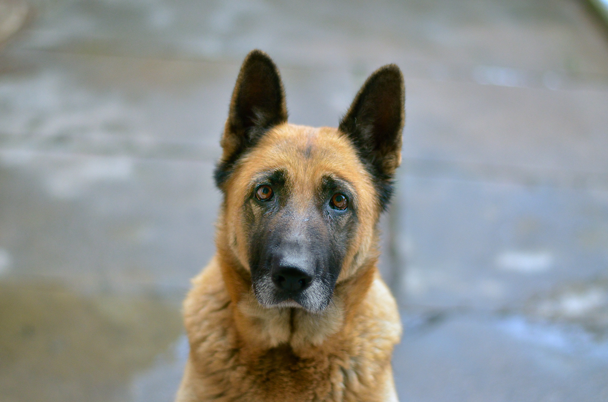 Nikon AF-S Nikkor 50mm F1.8G sample photo. One old shepherd photography