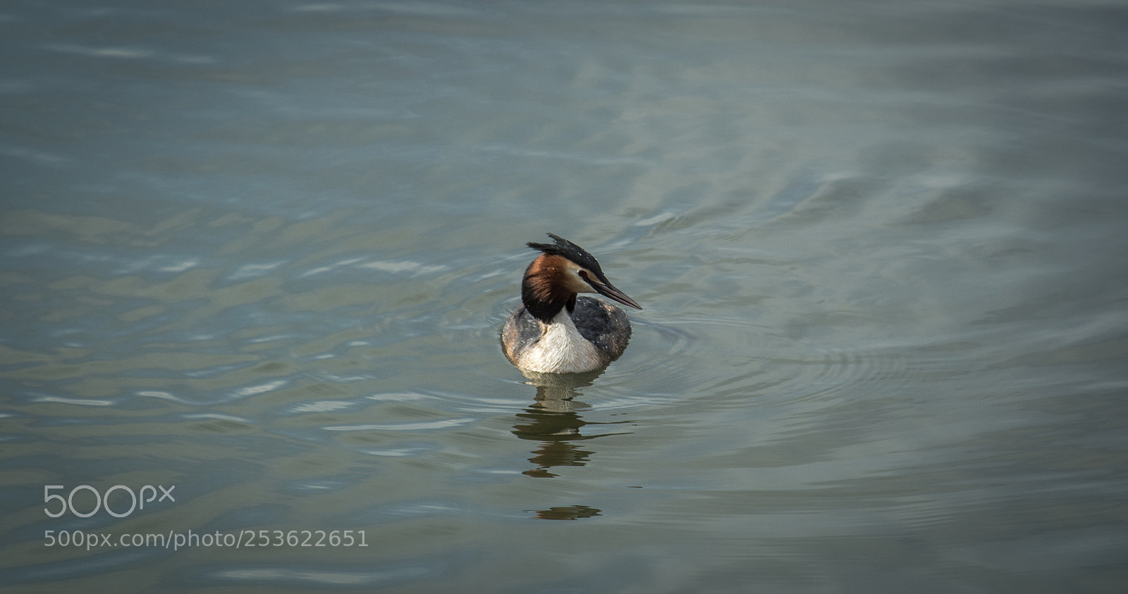 Nikon D7100 sample photo. Grebe photography