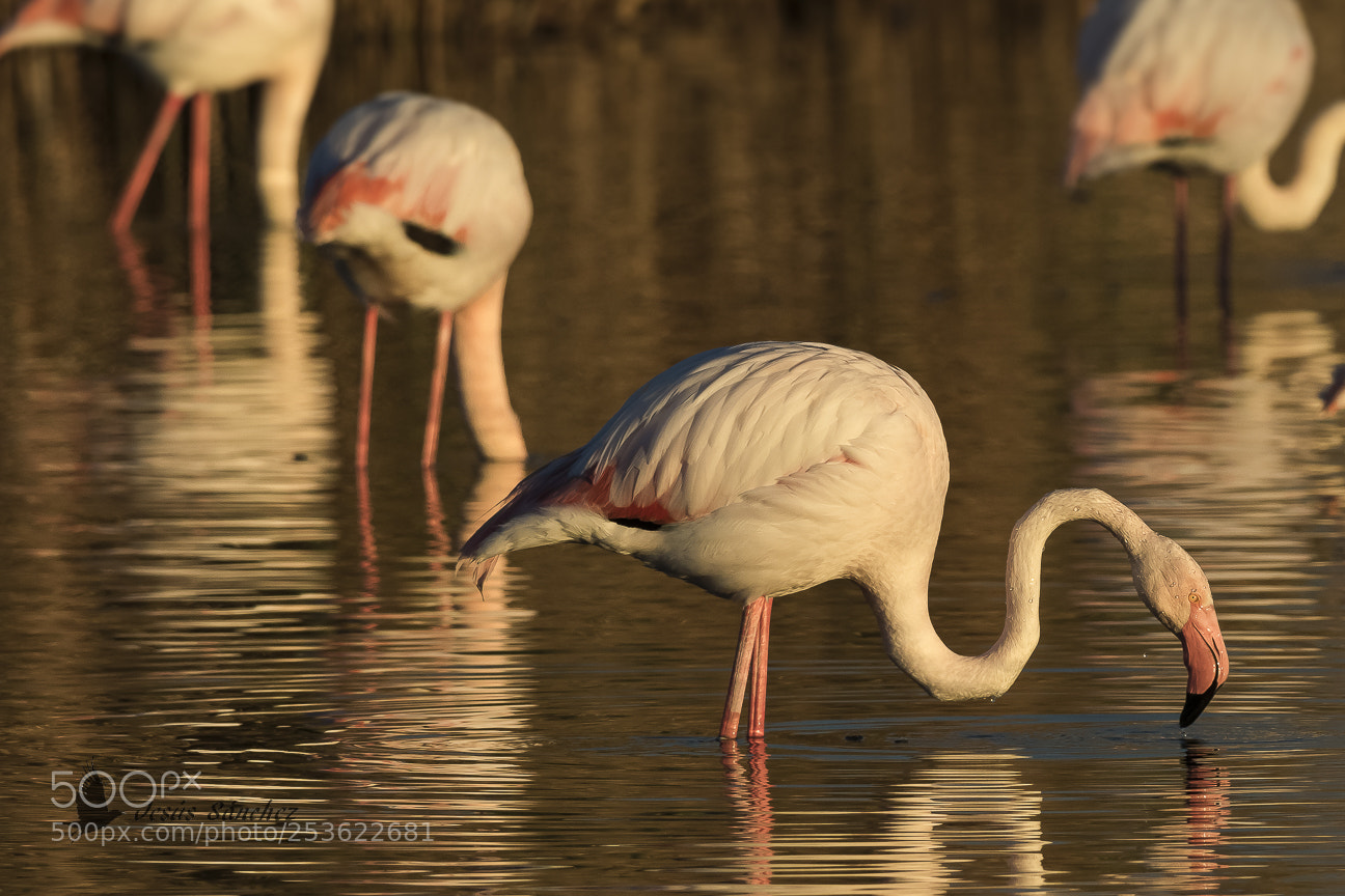 Canon EOS 7D Mark II sample photo. Flamenco com n phoenicopterus photography