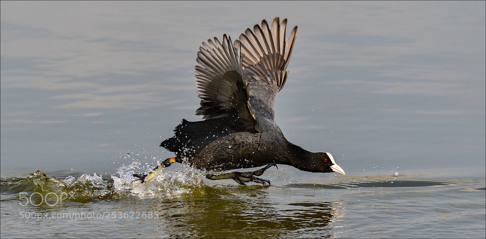 Nikon D500 sample photo. Wolk on water photography