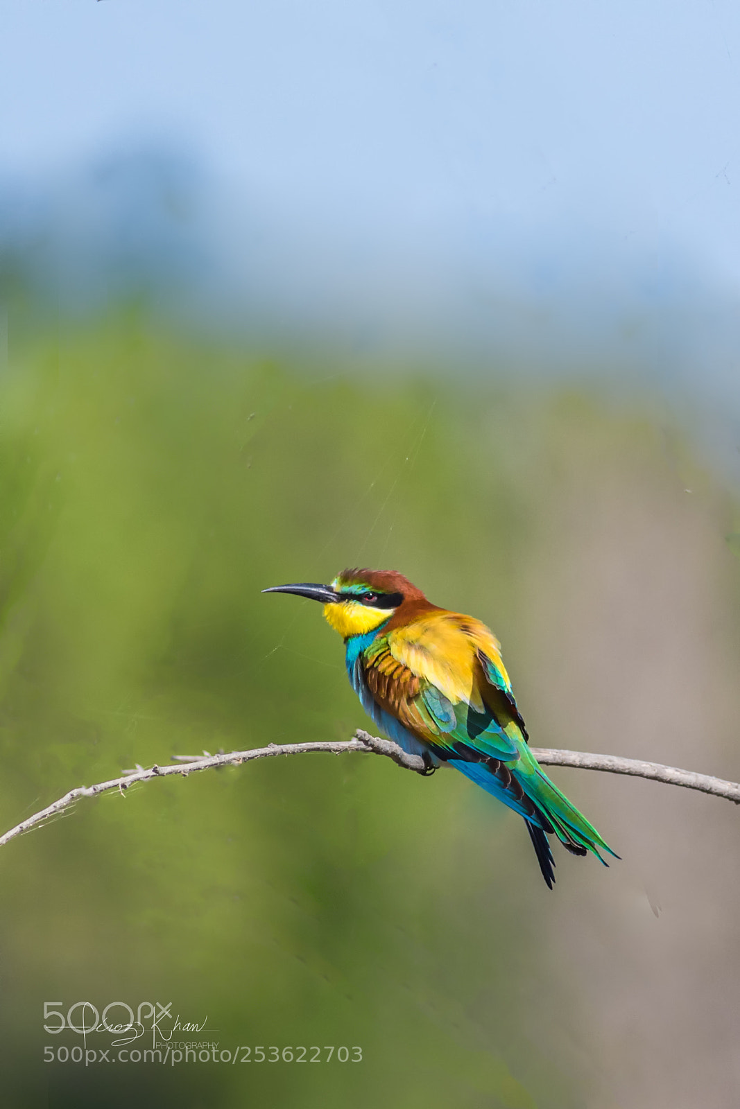 Canon EOS 7D Mark II sample photo. European bee eater photography