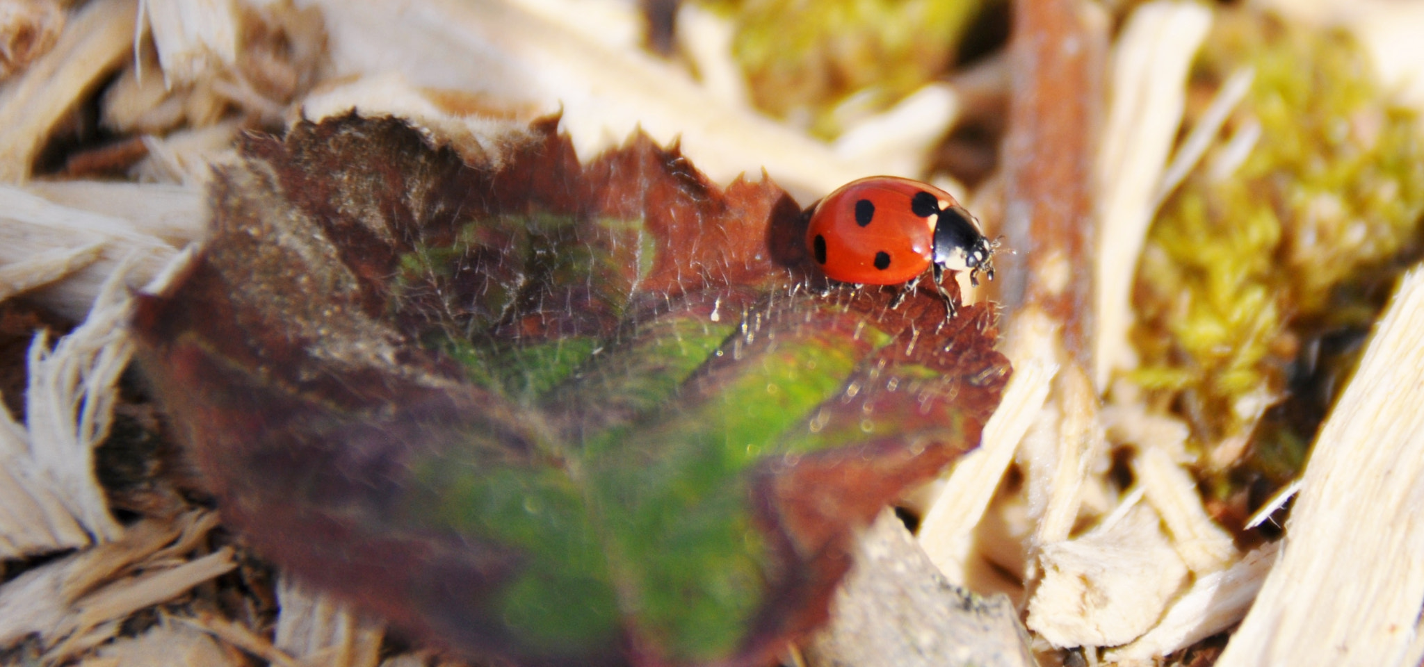 Nikon D5000 sample photo. Fotos  peter  marienkäfer in  wiesendangen april 2018 photography
