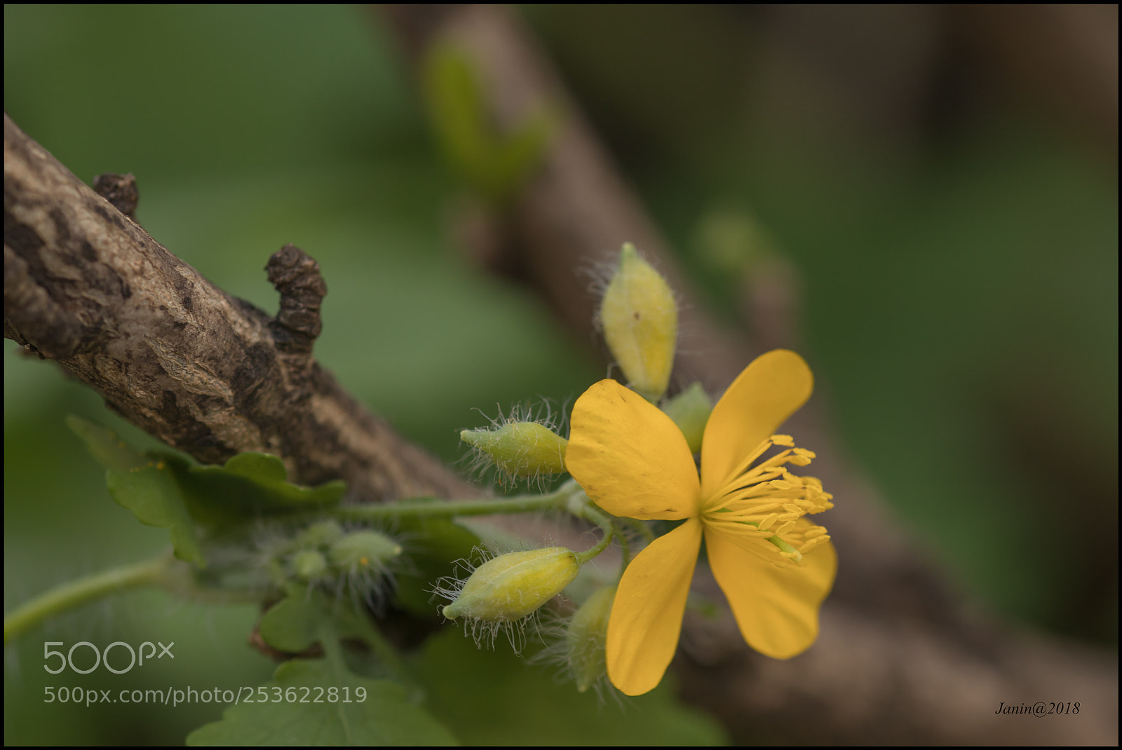 Canon EOS 77D (EOS 9000D / EOS 770D) sample photo. Celandrine flower sleeping on photography