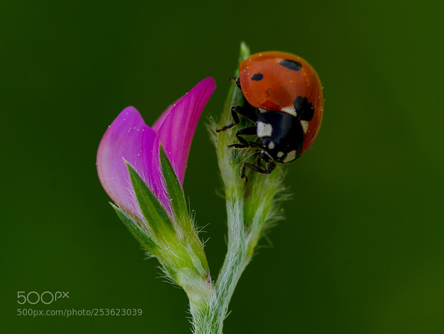 Pentax K20D sample photo. Ladybug photography