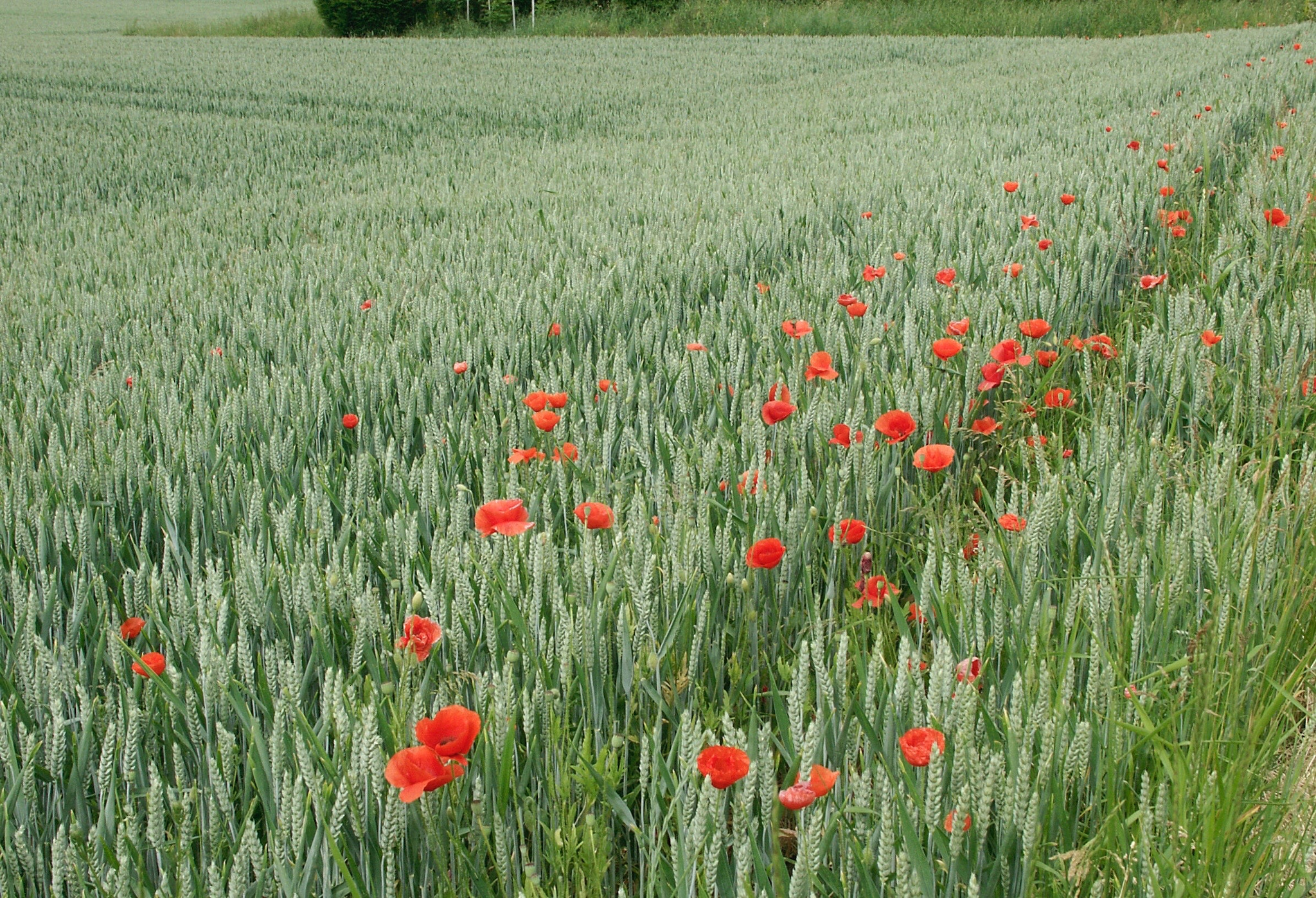KONICA MINOLTA DiMAGE 7Hi sample photo. Nature but not nature photography