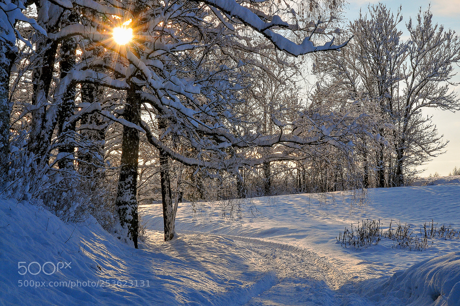 Nikon D300 sample photo. Winter sun photography