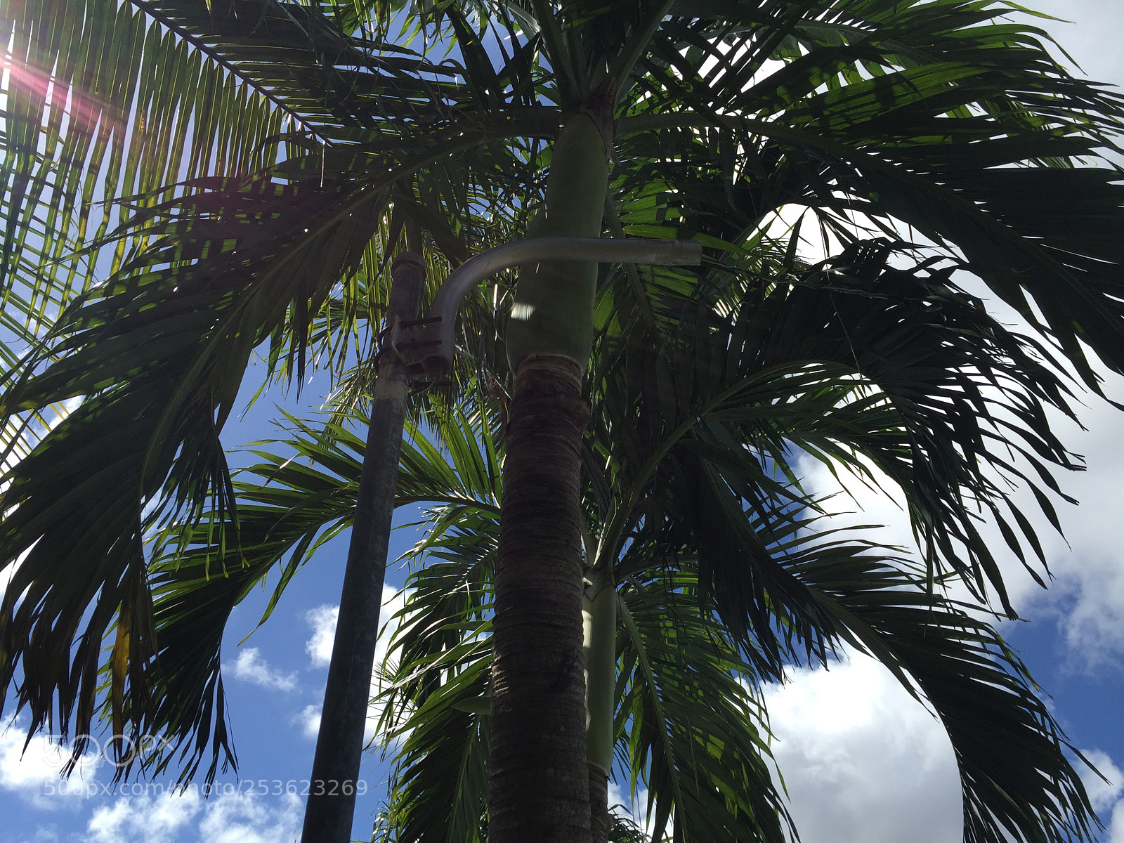 Apple iPhone 6 Plus sample photo. Palm city photography
