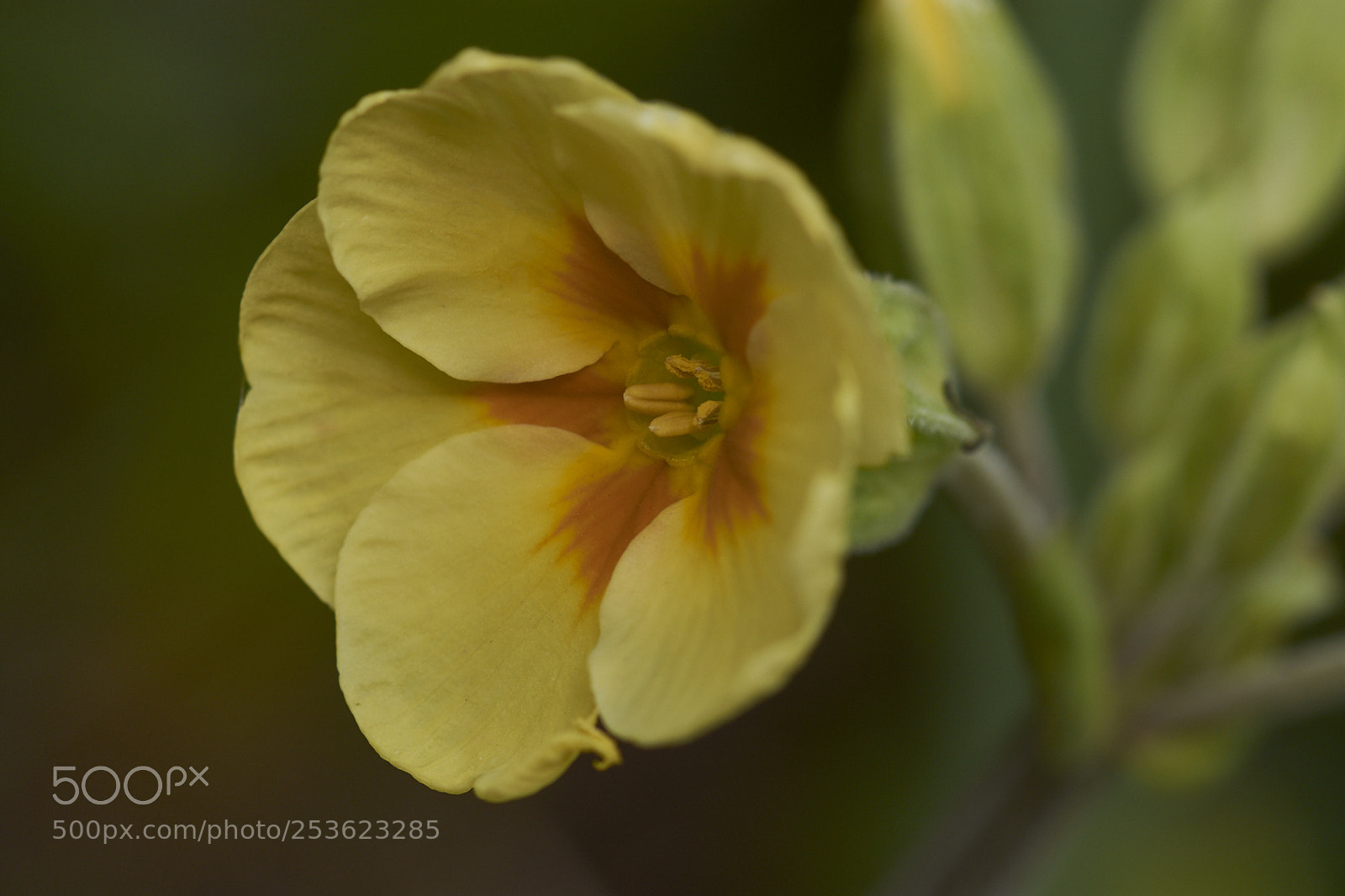 Nikon D7200 sample photo. Primula photography