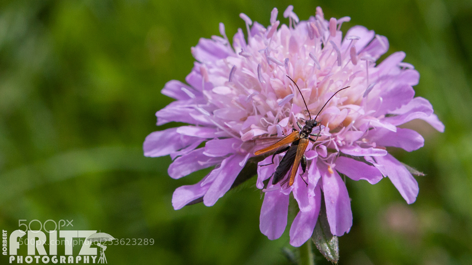 Canon EOS 40D sample photo. Gemeiner scheinbockk fer oedemera photography