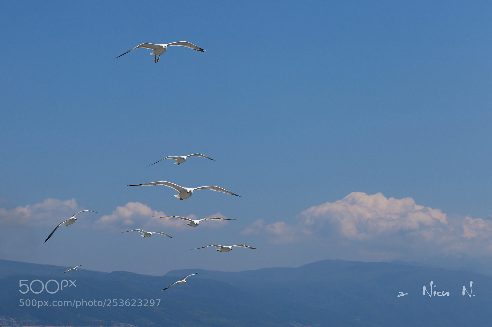 Canon EOS 5D Mark II sample photo. Seagul from mediteranean sea photography