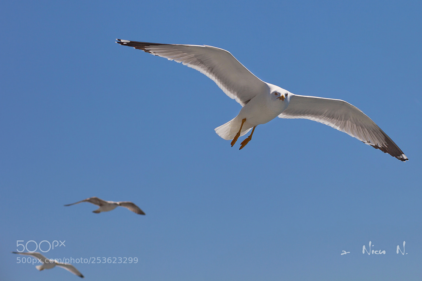 Canon EOS 5D Mark II sample photo. Seagul from mediteranean sea photography