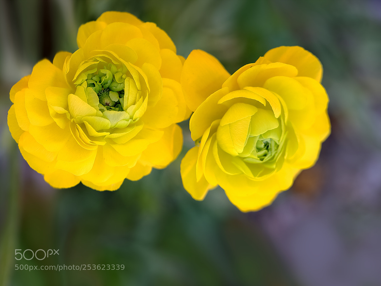 Canon EOS-1D X Mark II sample photo. 花毛茛 photography