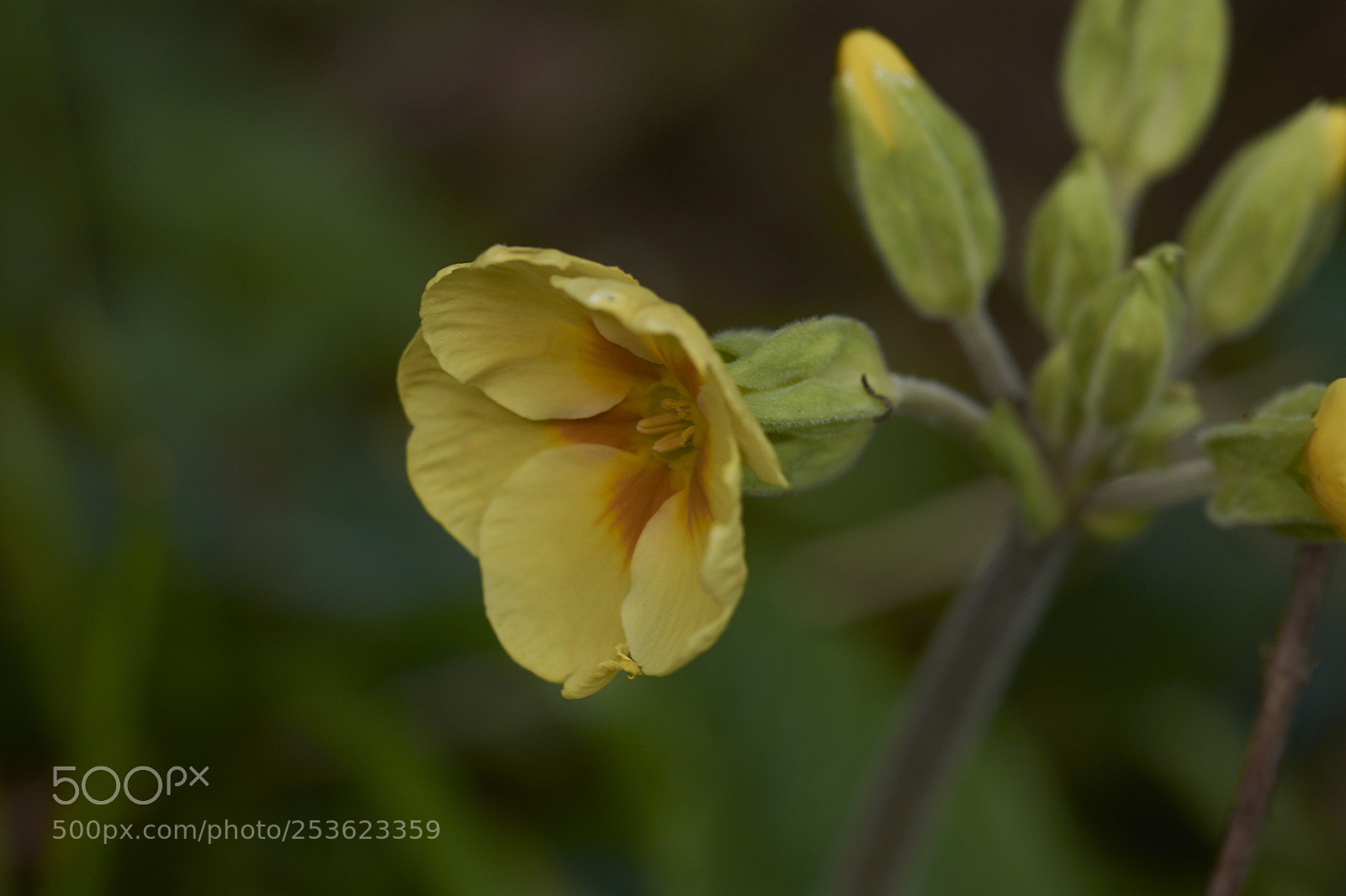 Nikon D7200 sample photo. Primula photography