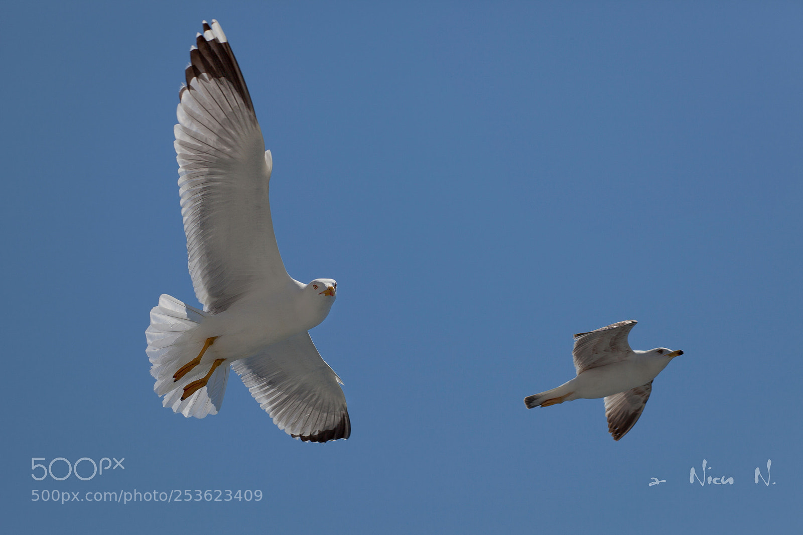 Canon EOS 5D Mark II sample photo. Seagul from mediteranean sea photography