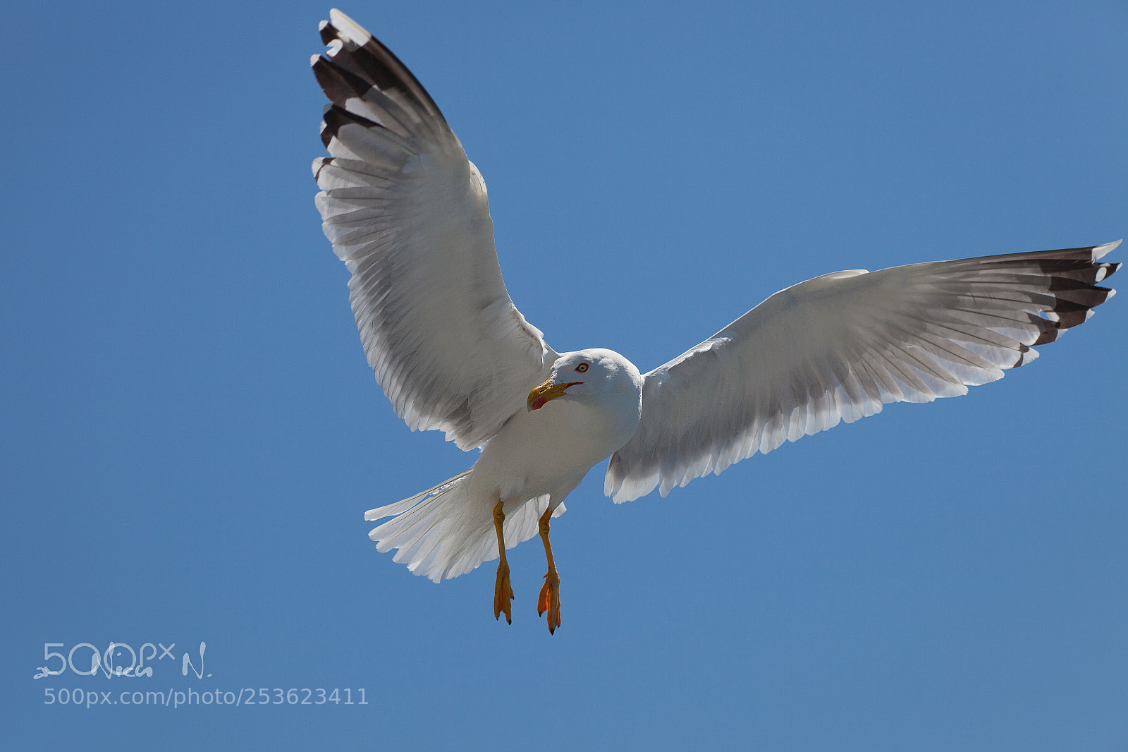 Canon EOS 5D Mark II sample photo. Seagul from mediteranean sea photography