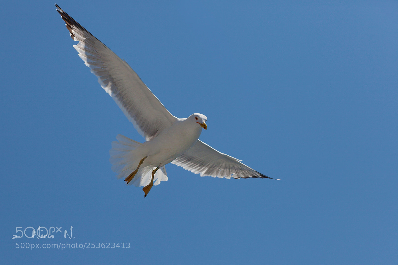 Canon EOS 5D Mark II sample photo. Seagul from mediteranean sea photography