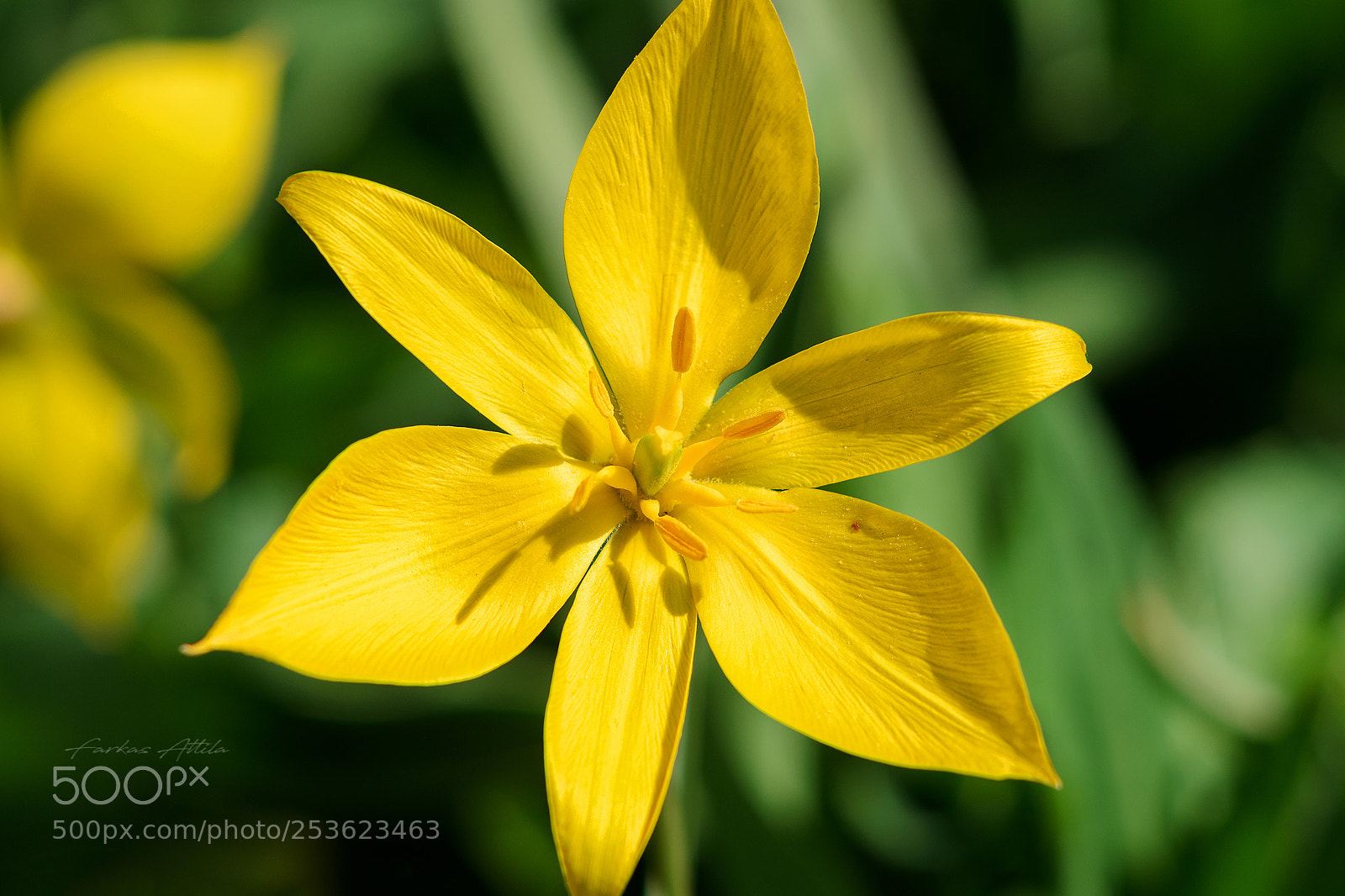 Nikon D7000 sample photo. Yellow star photography