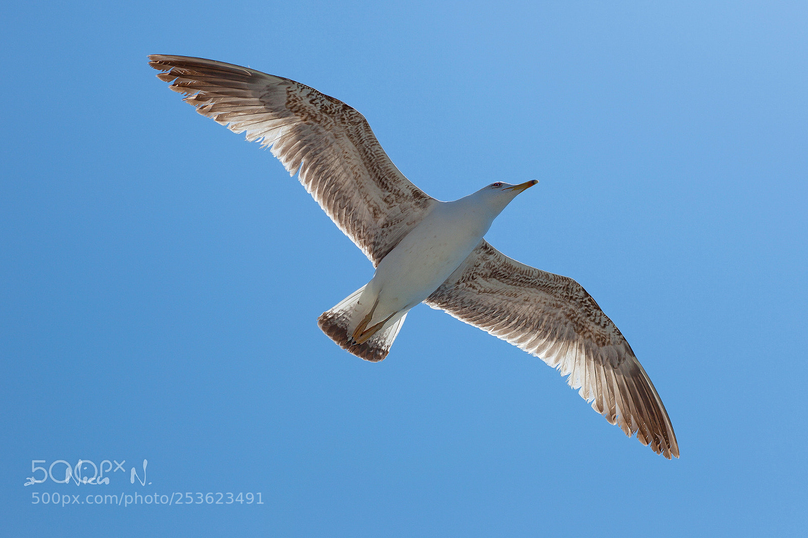 Canon EOS 5D Mark II sample photo. Seagul from mediteranean sea photography