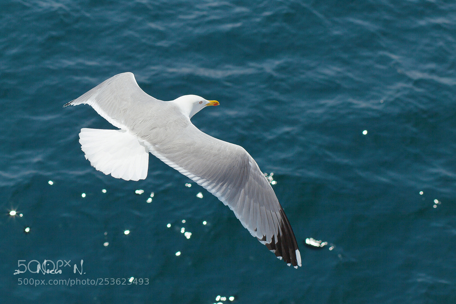 Canon EOS 5D Mark II sample photo. Seagul from mediteranean sea photography
