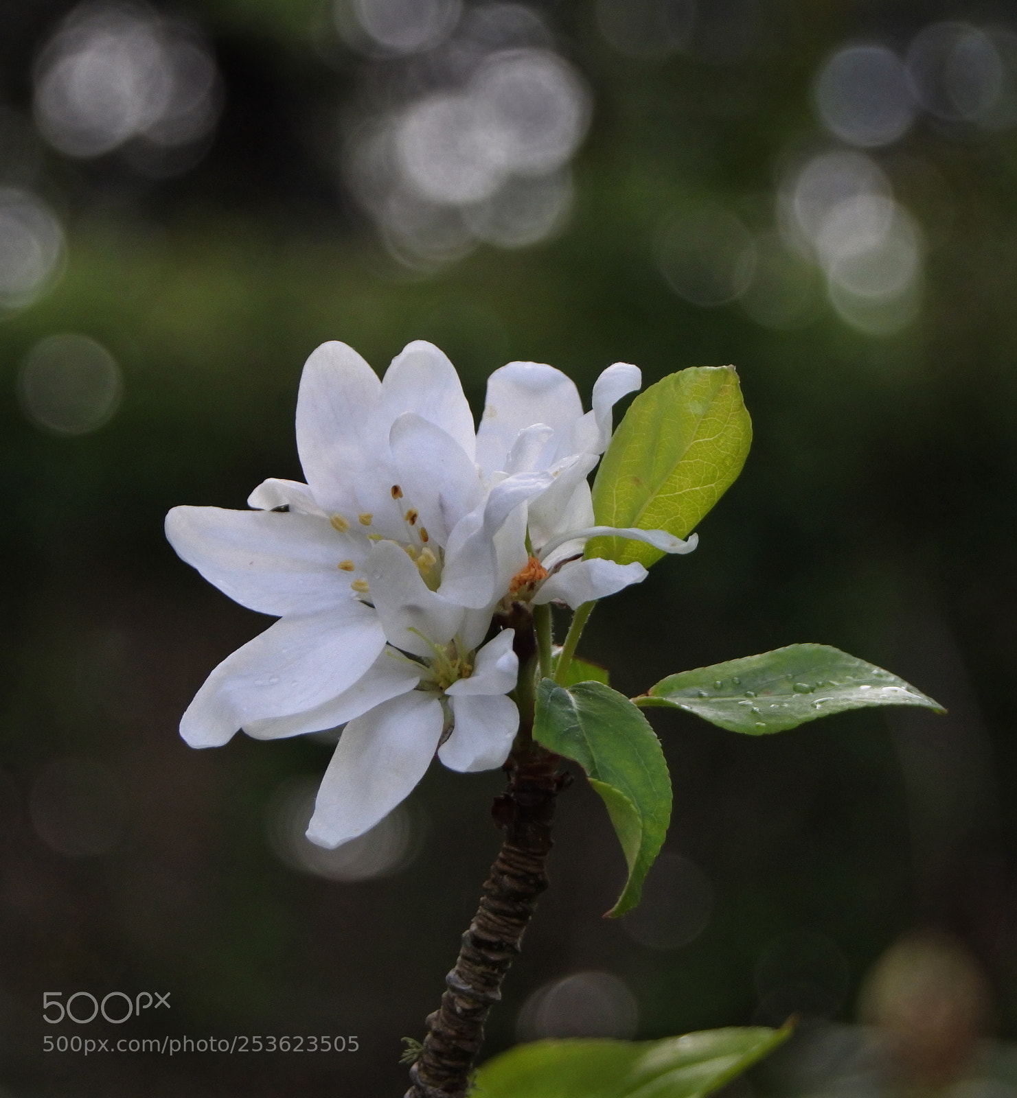 Nikon 1 J5 sample photo. Crab apple bloom photography