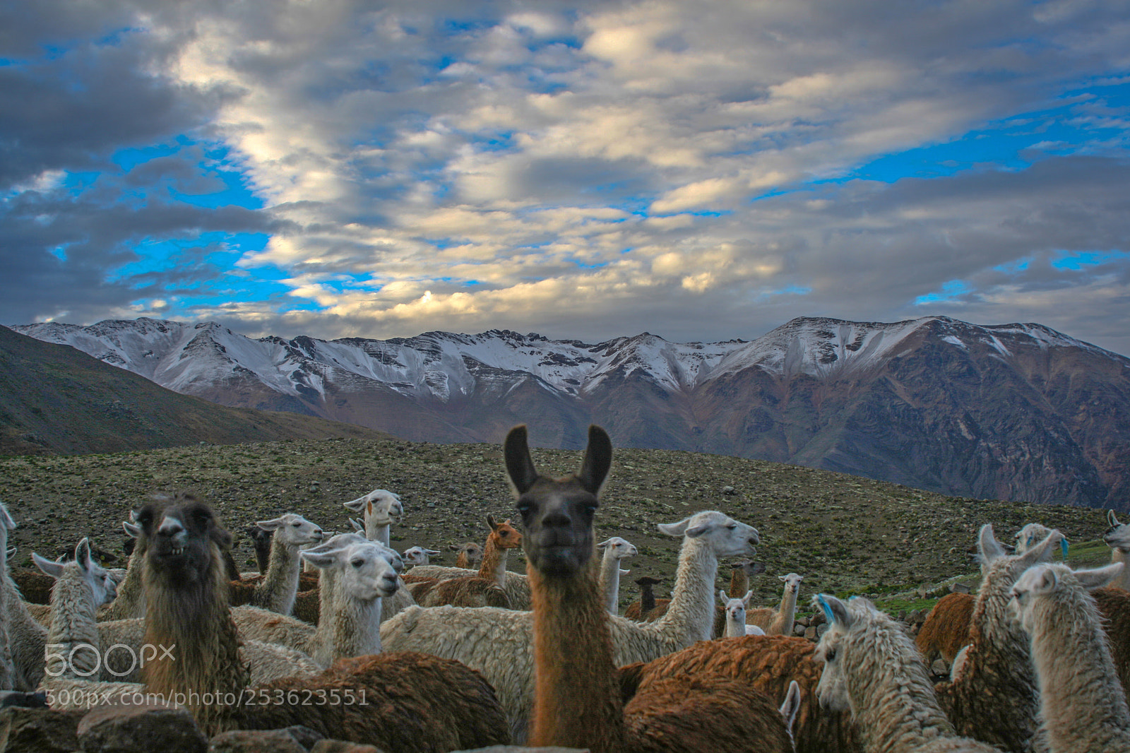 Canon EOS 400D (EOS Digital Rebel XTi / EOS Kiss Digital X) sample photo. Llamas colca photography