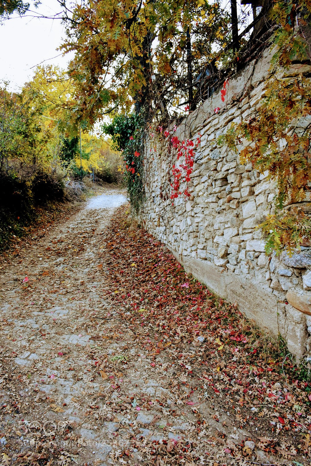Nikon D7200 sample photo. Fall photography