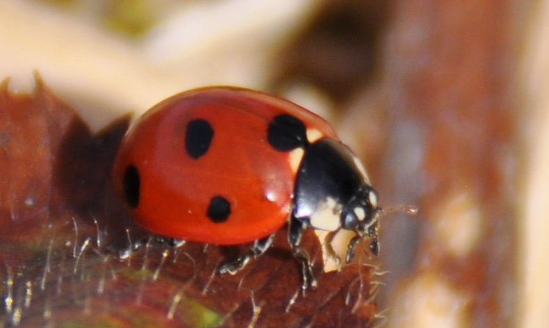 Nikon D5000 sample photo. Marienkäfer in  april 2018 photography