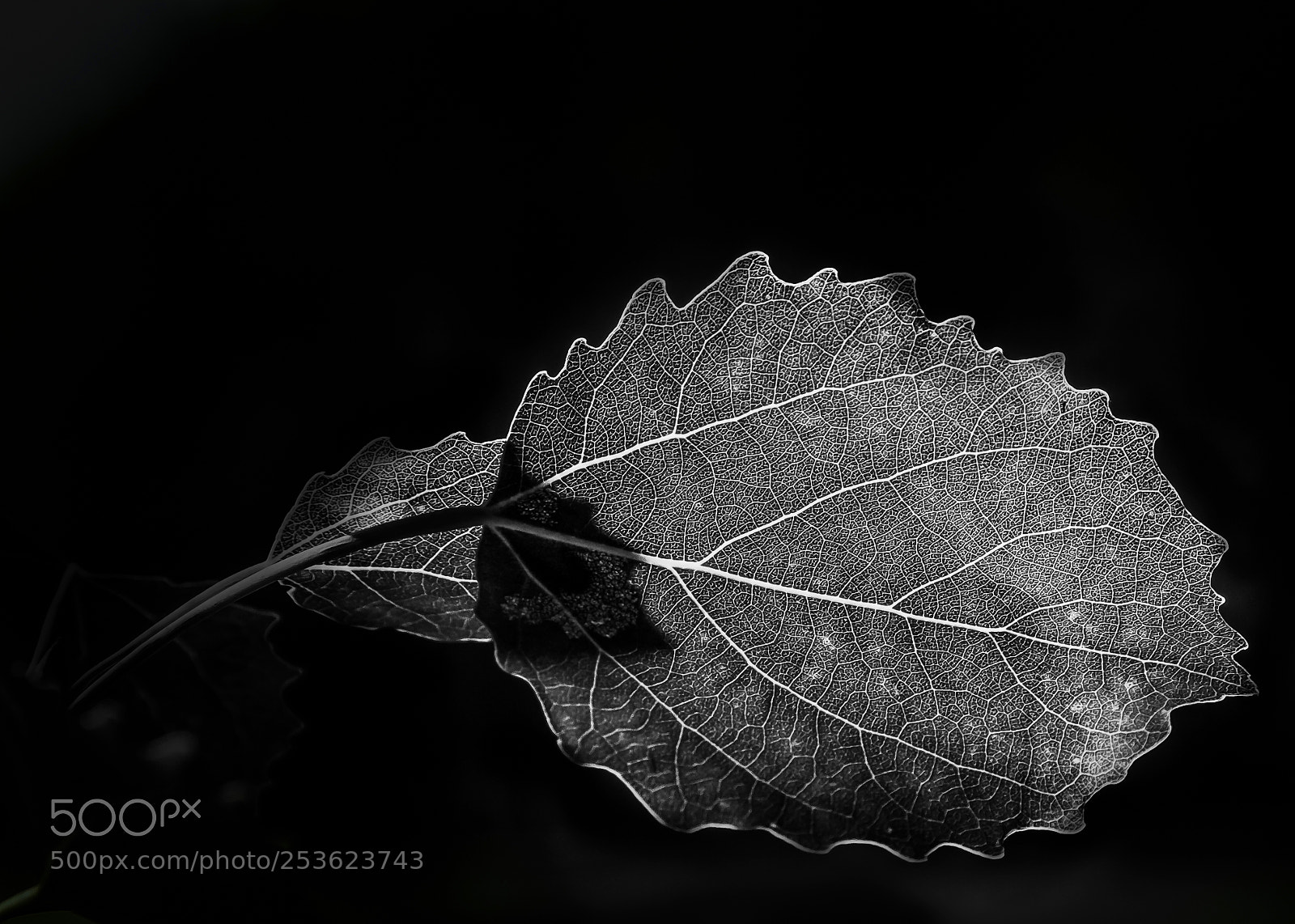 Canon EOS 7D sample photo. White leaf photography
