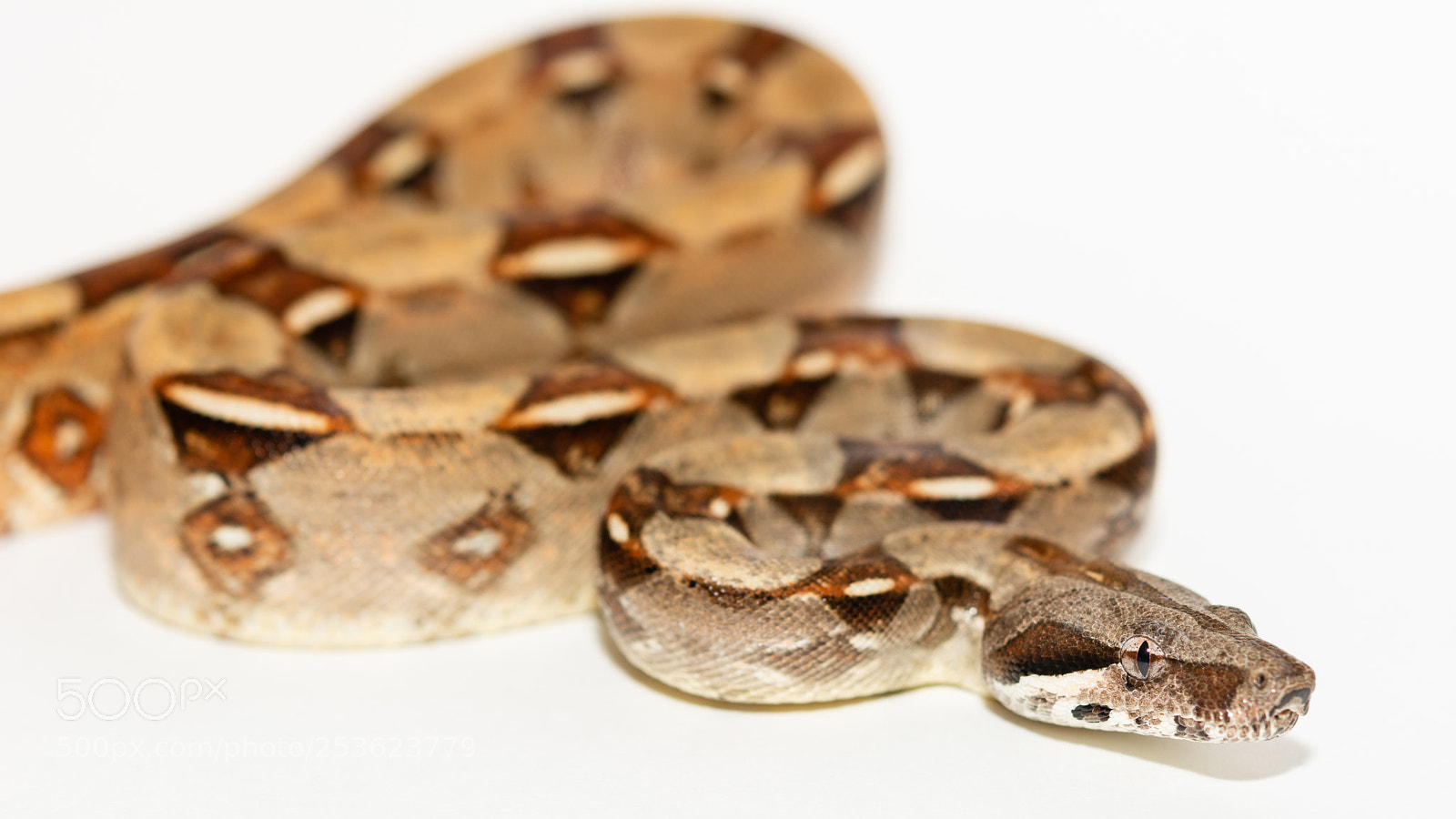 Nikon D7100 sample photo. Sharp sterling het photography