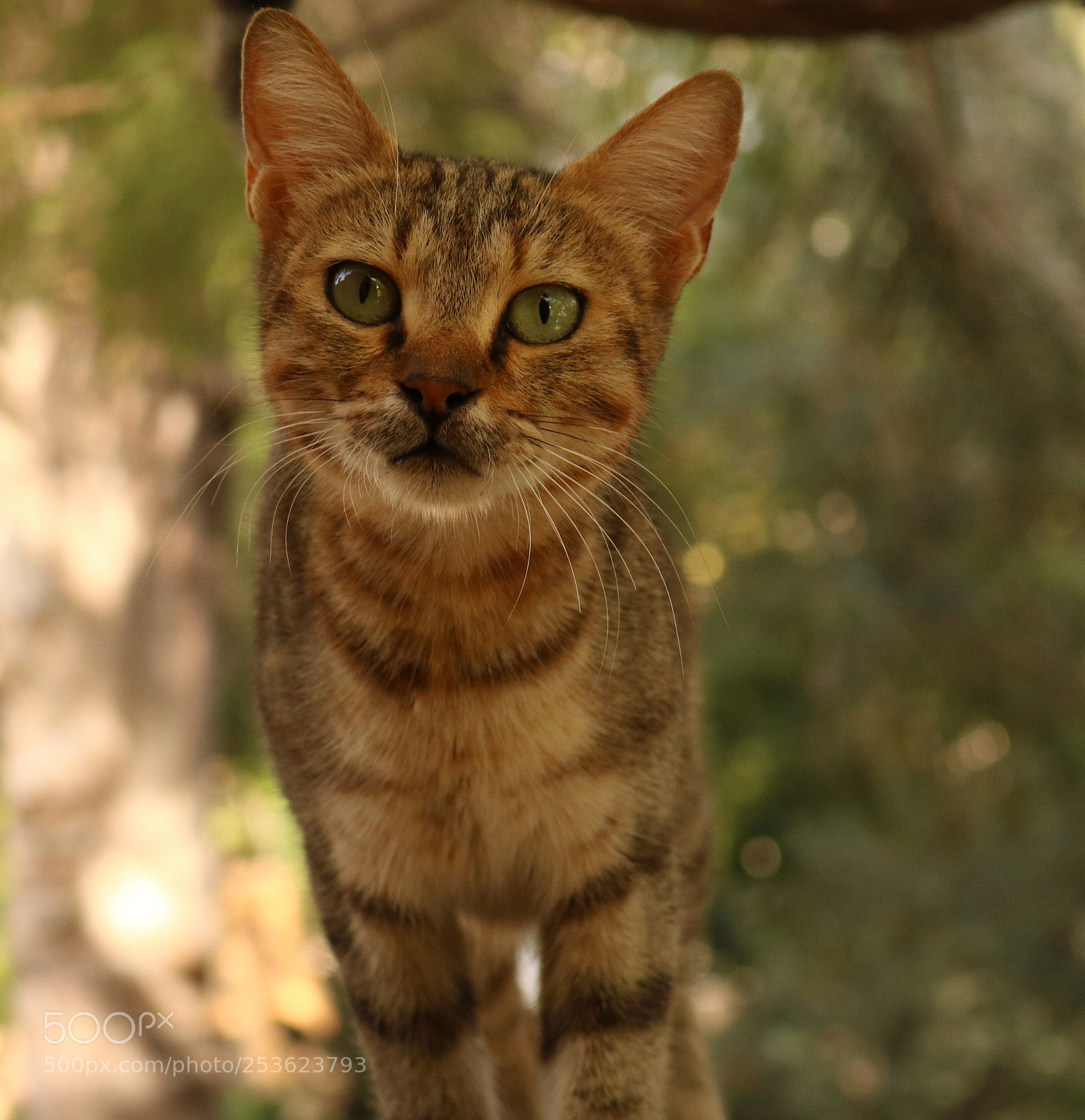 Canon EOS 750D (EOS Rebel T6i / EOS Kiss X8i) sample photo. Cat cat cat photography