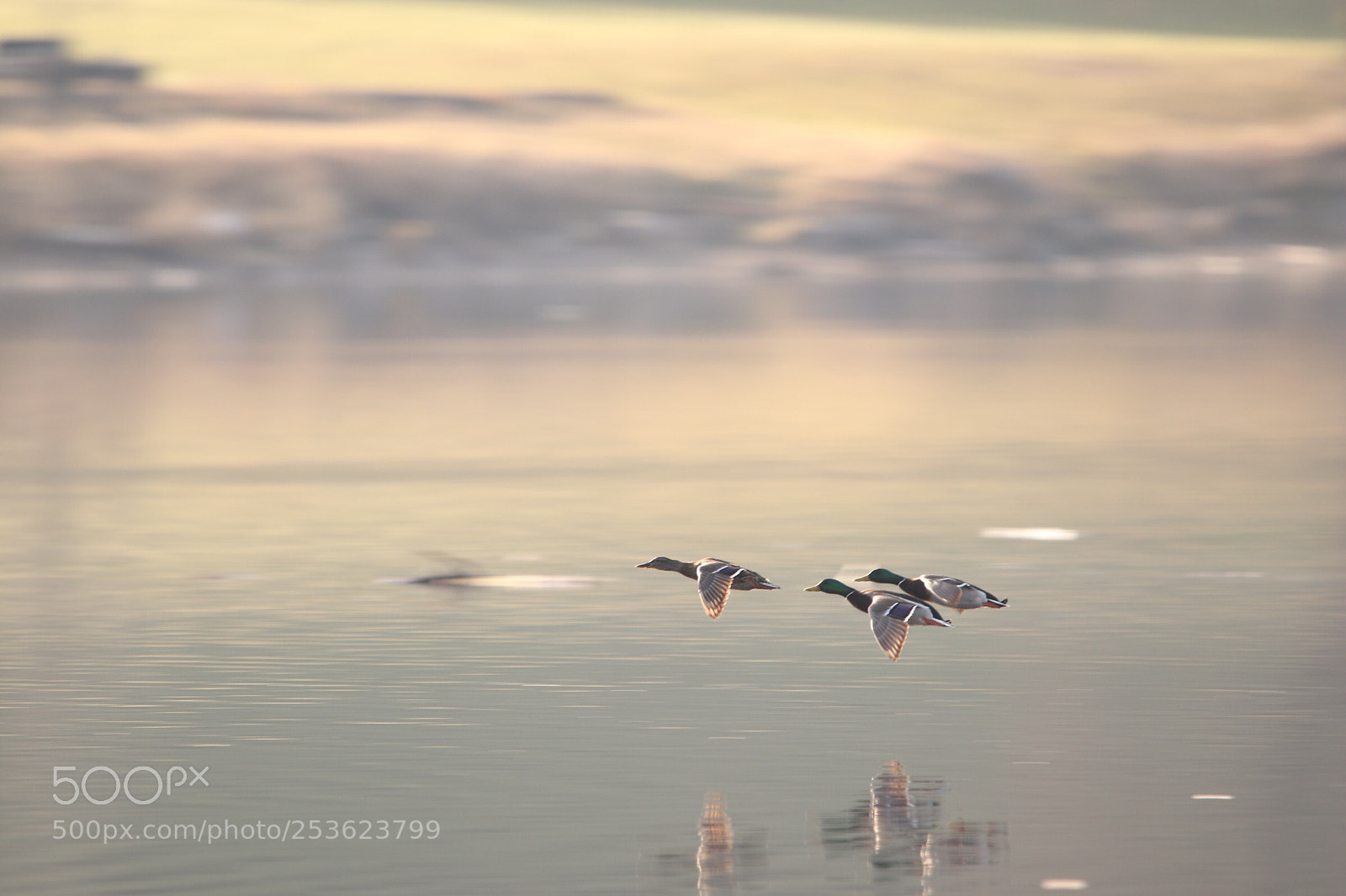 Canon EOS 77D (EOS 9000D / EOS 770D) sample photo. Untitled photography