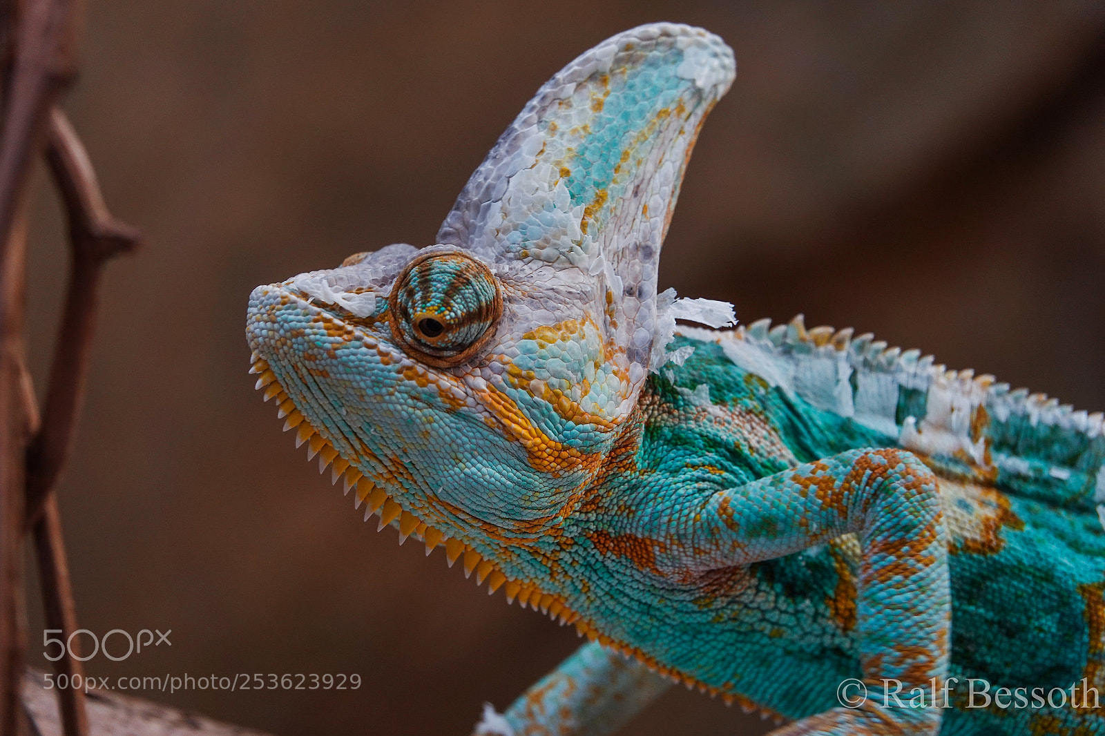 Sony Cyber-shot DSC-RX10 IV sample photo. Dragon photography