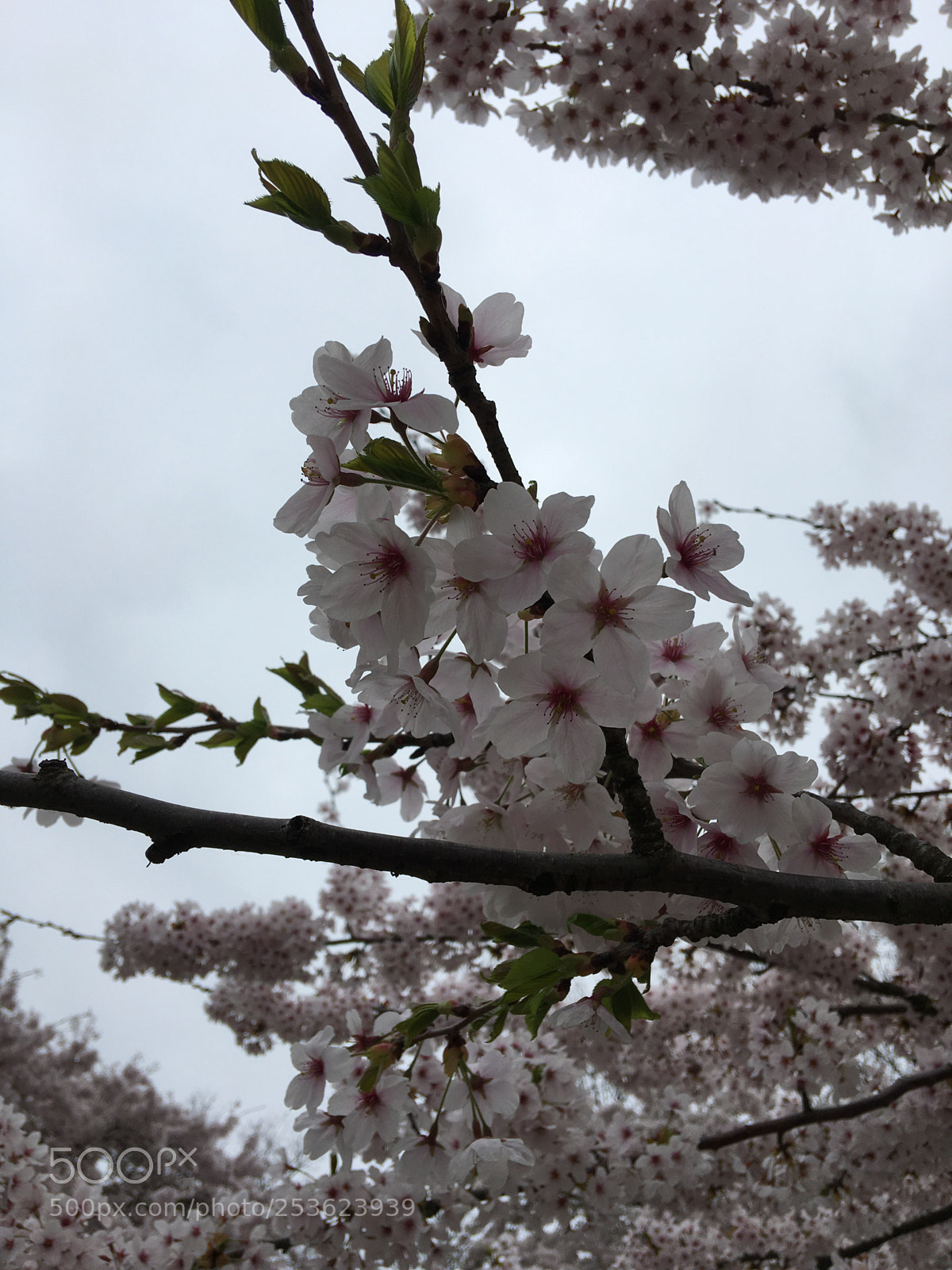 Apple iPhone 6s Plus sample photo. Sakura love photography
