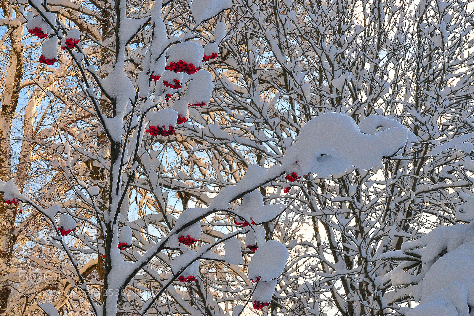 Nikon D300 sample photo. Rowan-tree covered with snow photography