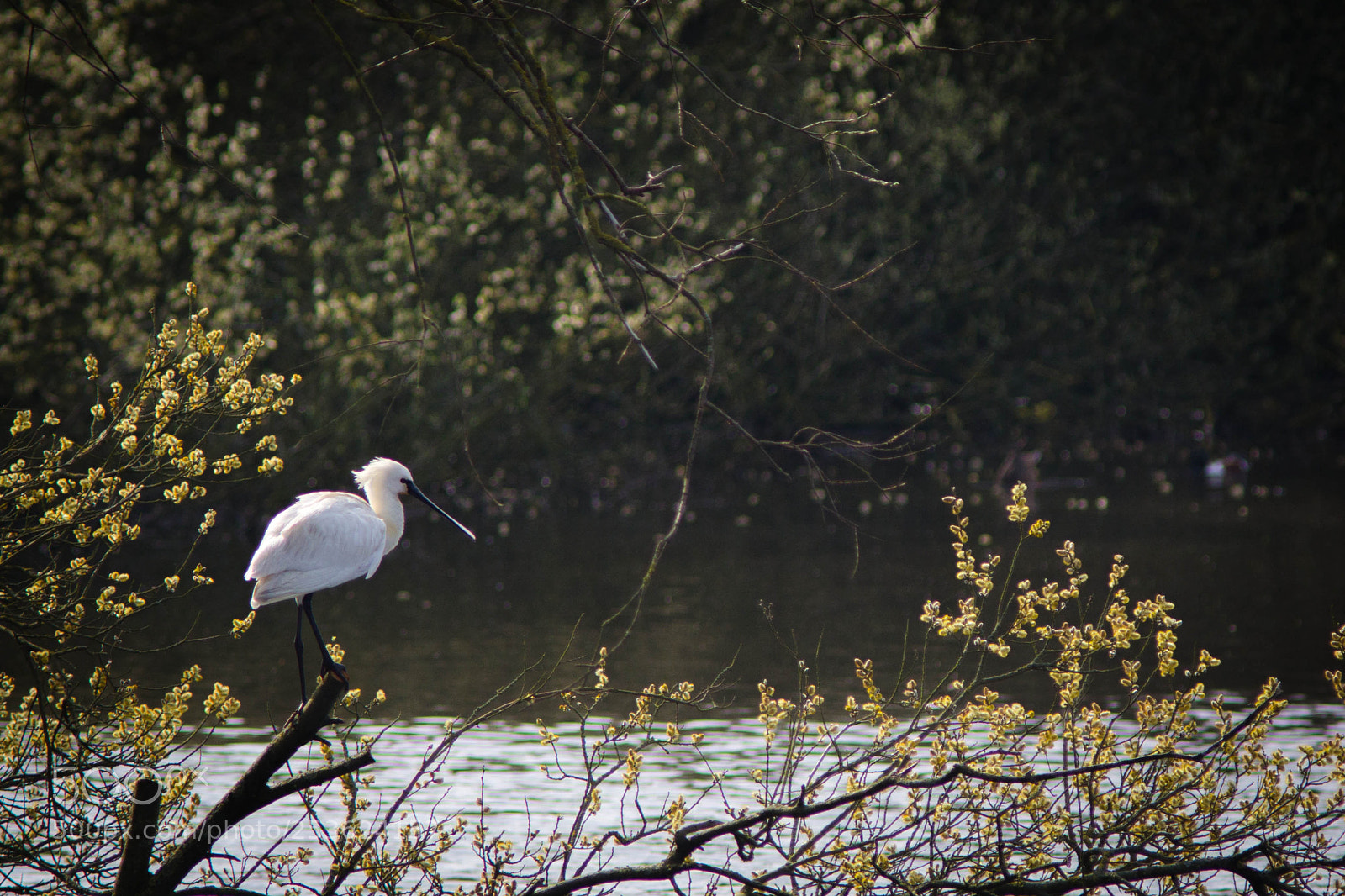 Canon EOS 60D sample photo. Spoonbird rockanje photography