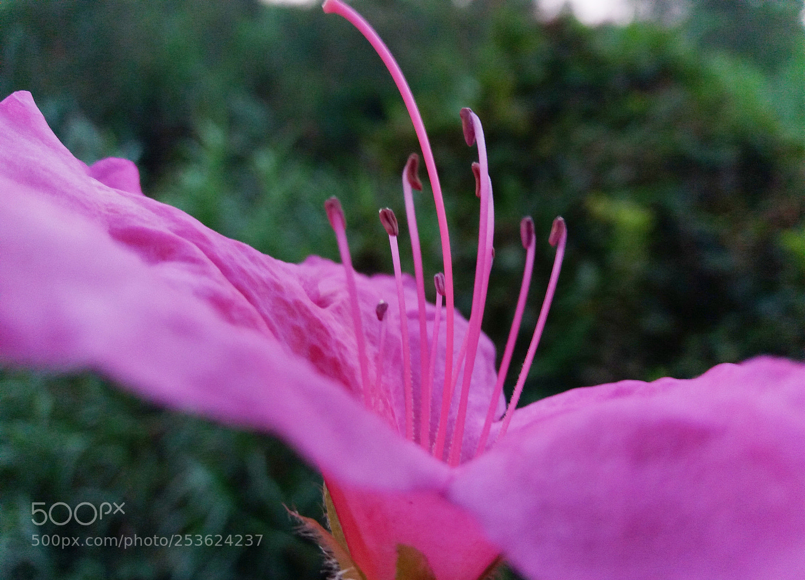 Samsung Galaxy J5 sample photo. Rosa photography
