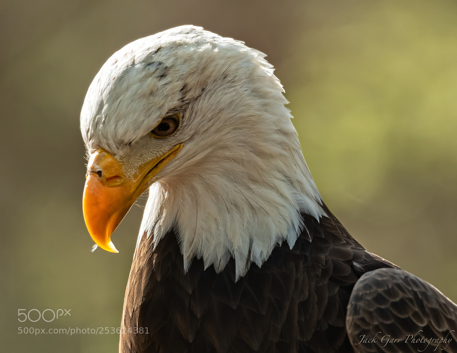 Canon EOS-1D X Mark II sample photo. Adult bald eagle photography