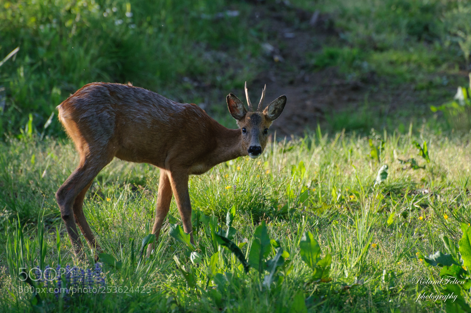Nikon D90 sample photo. Roe deer photography