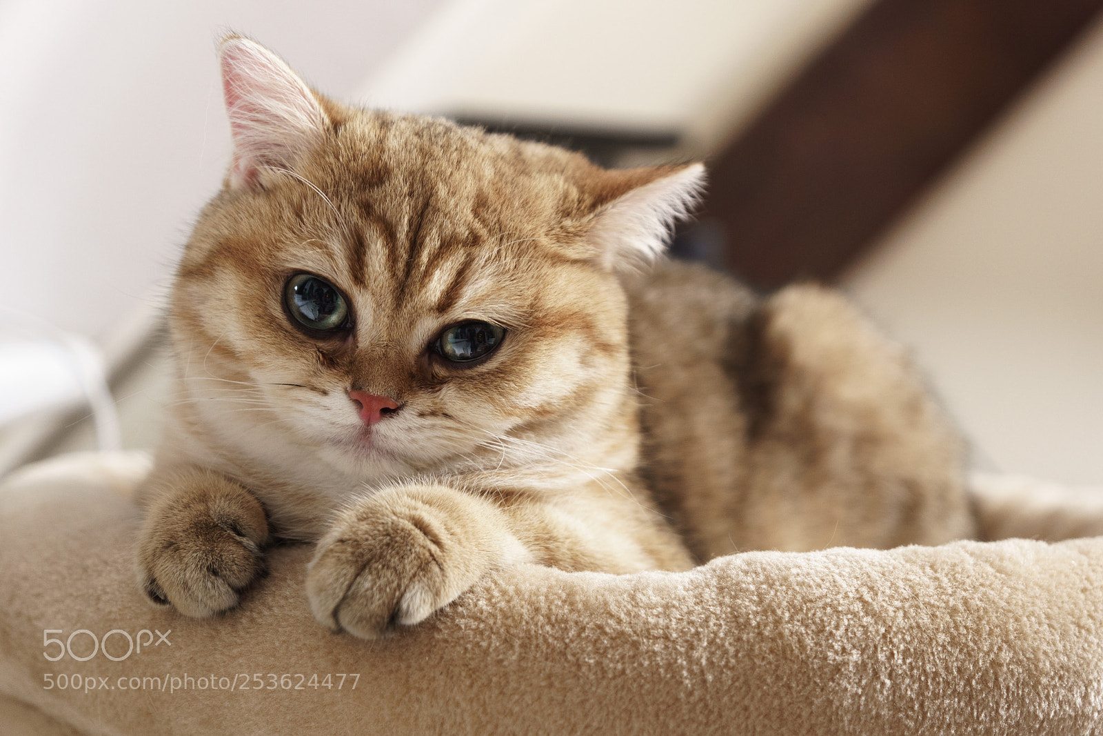 Sony SLT-A68 sample photo. Cat's portrait photography