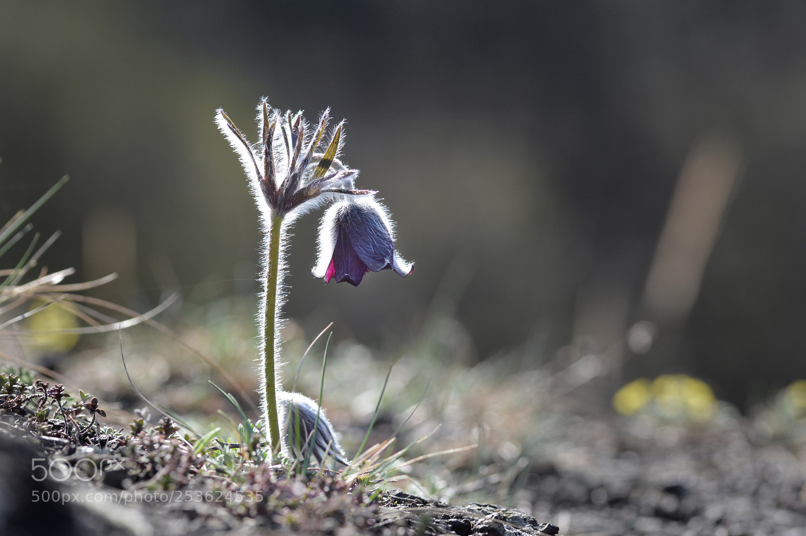 Nikon D3200 sample photo. Spring time photography