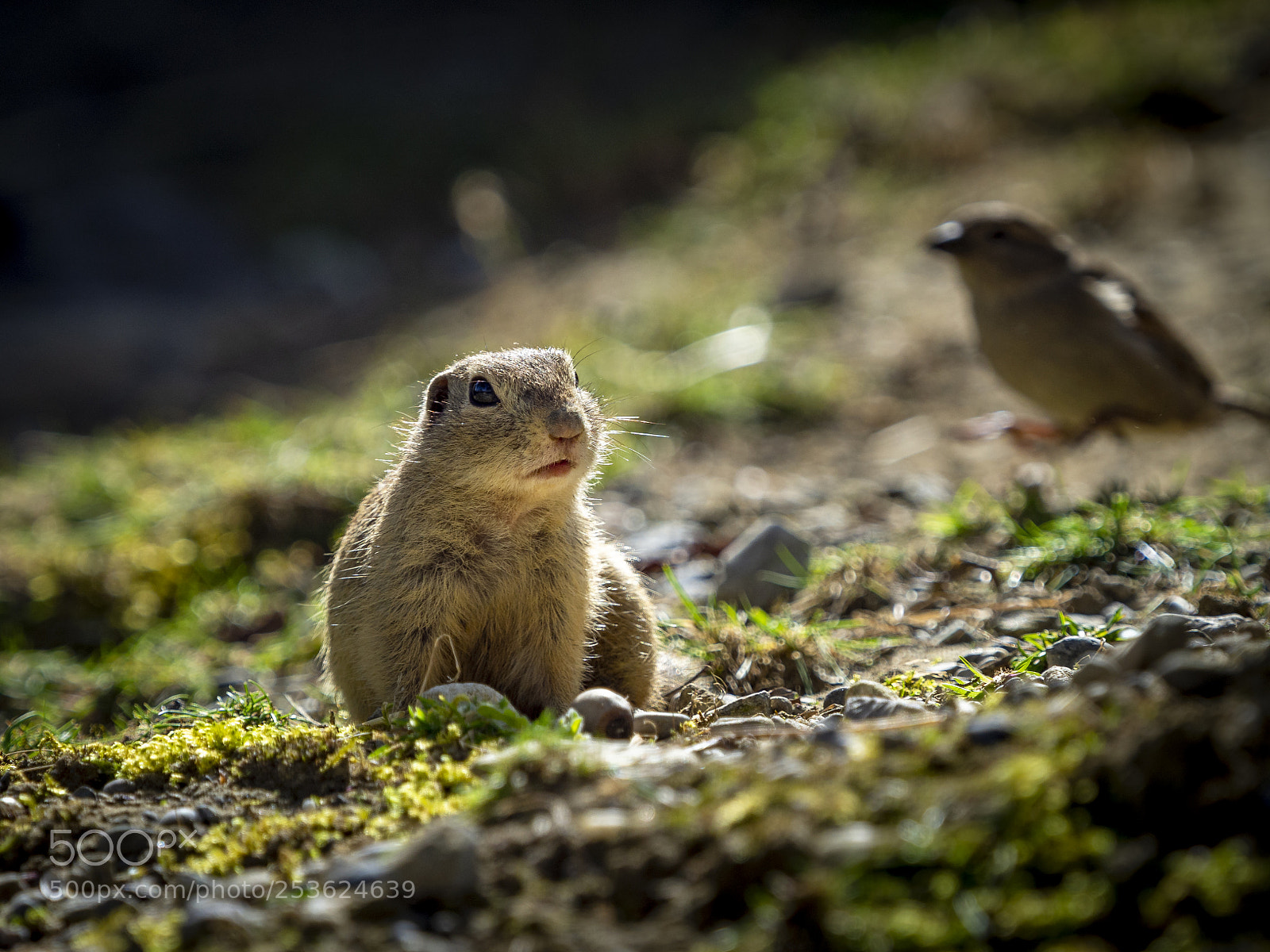 Olympus OM-D E-M10 II sample photo. I got company... photography