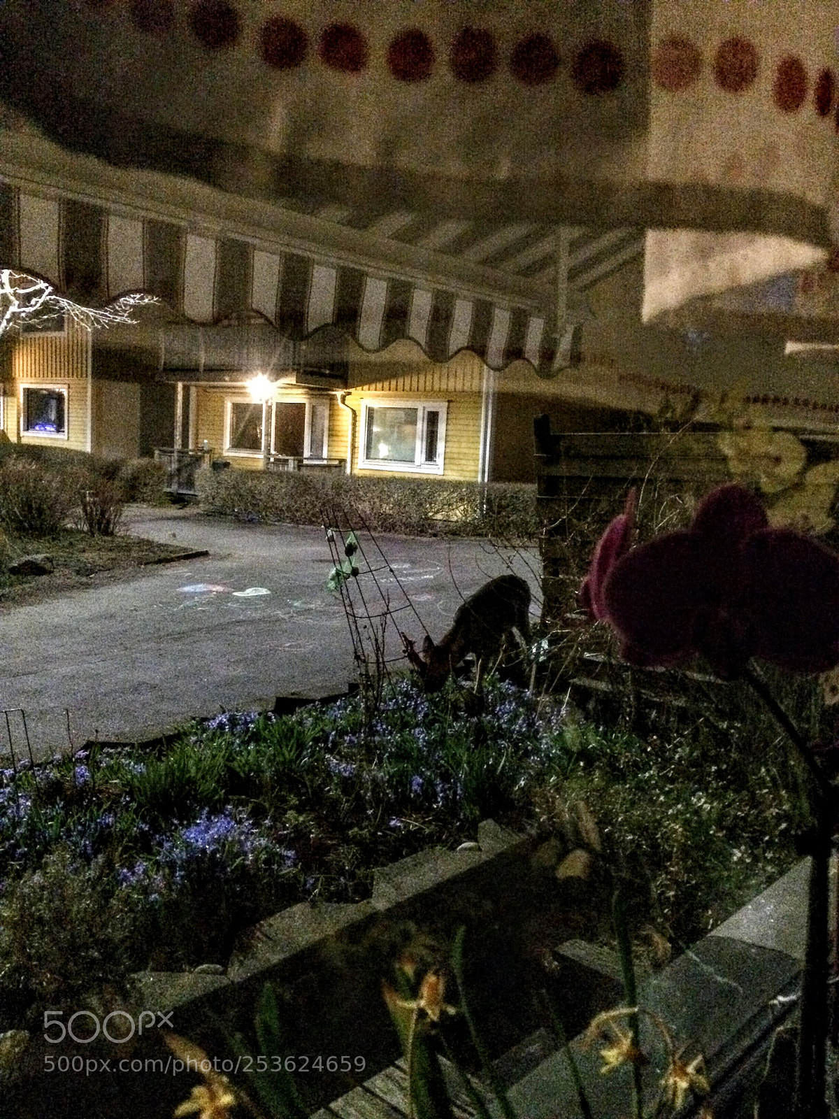Apple iPhone 5s sample photo. The nightly visitor photography