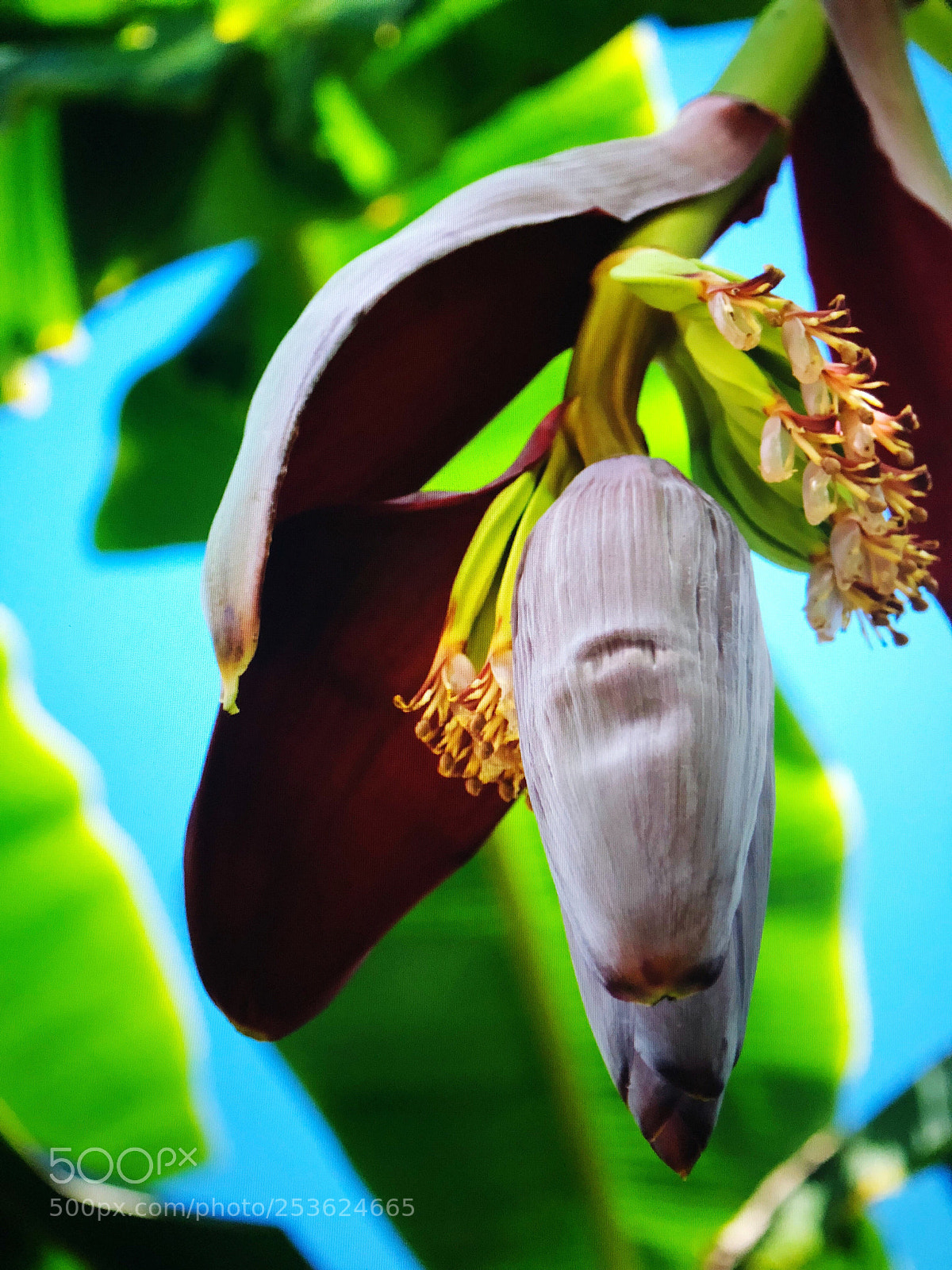 Apple iPhone X sample photo. Banana flower photography